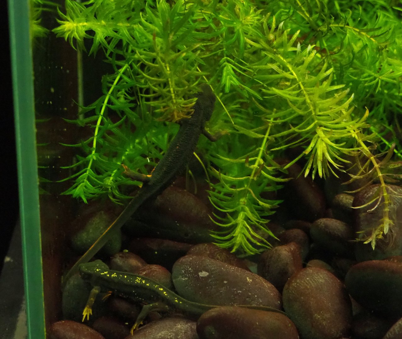 Okinawa sword-tail newts or Gold dust newts (Cynops ensicauda popei), 2019-10-05