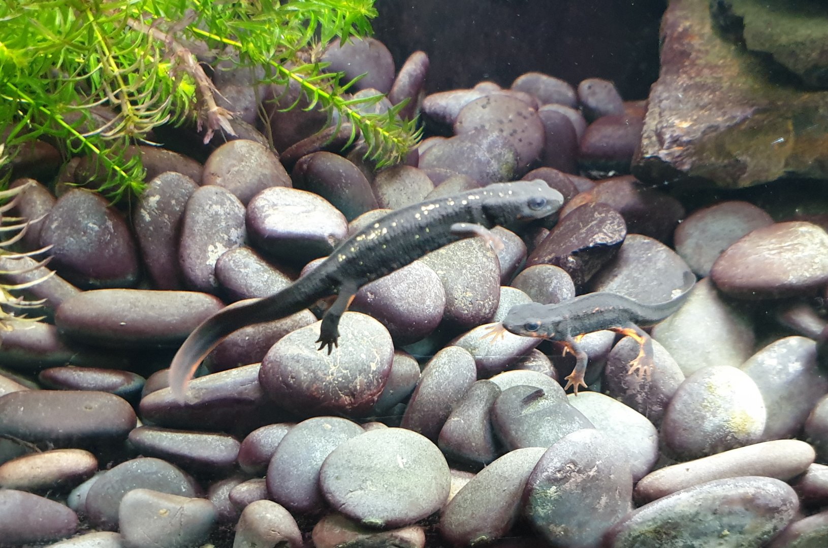 Okinawa sword-tailed newts - Cynops ensicauda popei