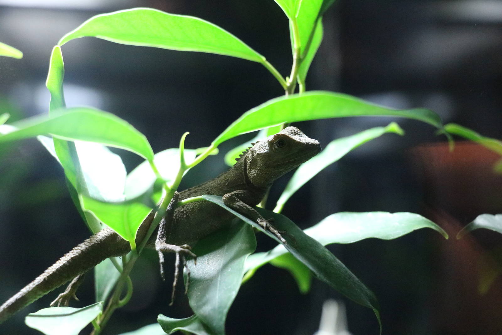 Okinawa tree lizard, February 2016
