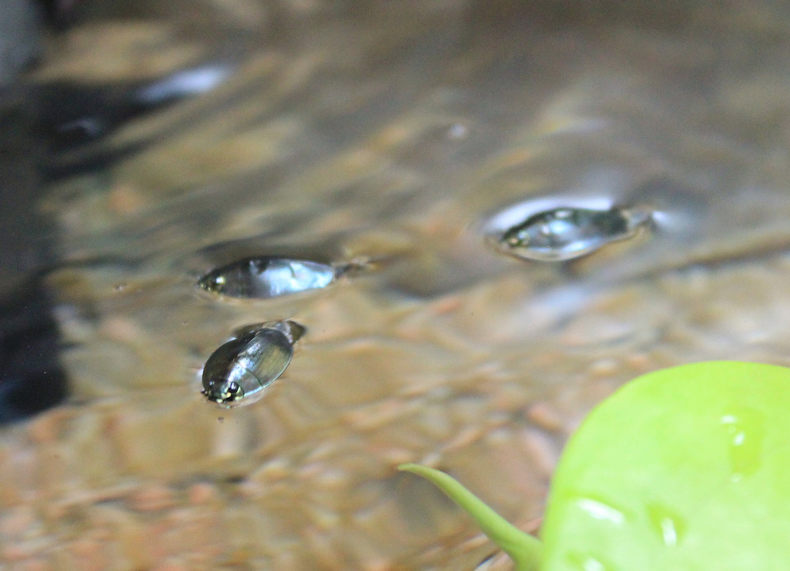 Okinawa Whirligig Beetles (Dineutus mellyi insularis)