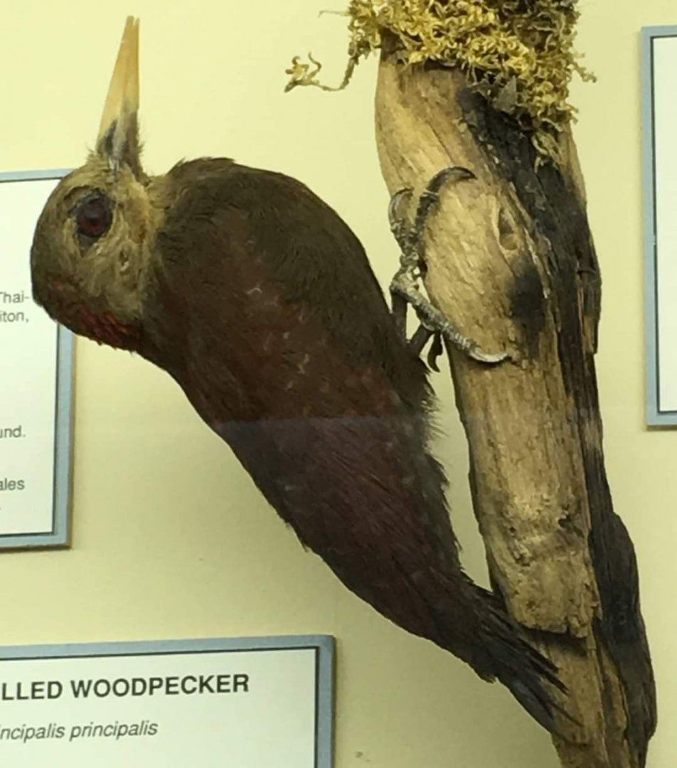 Okinawa woodpecker (Dendrocopos noguchii)