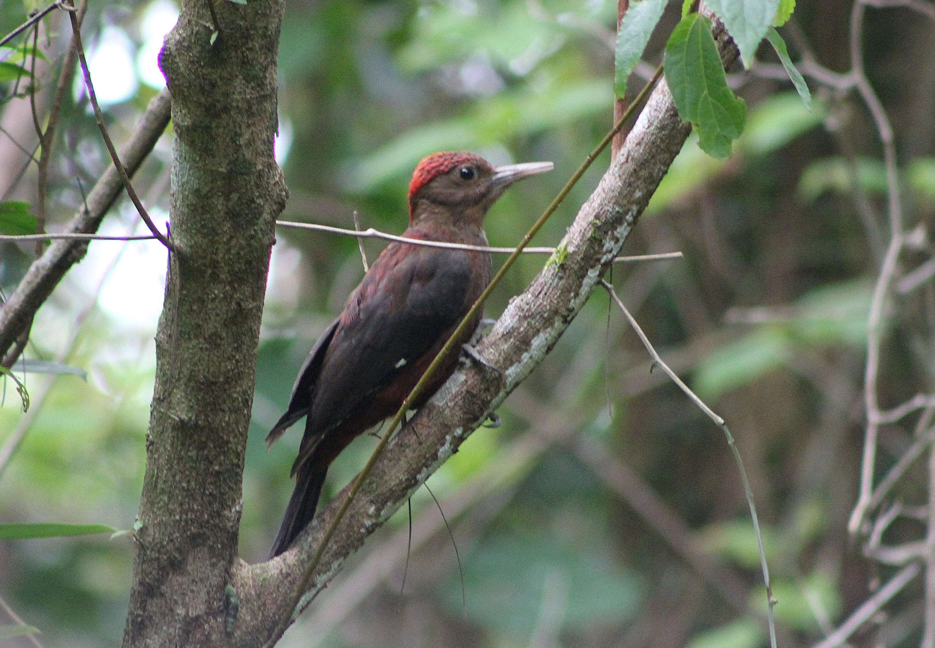 Okinawa Woodpecker (Dendrocopos noguchii)