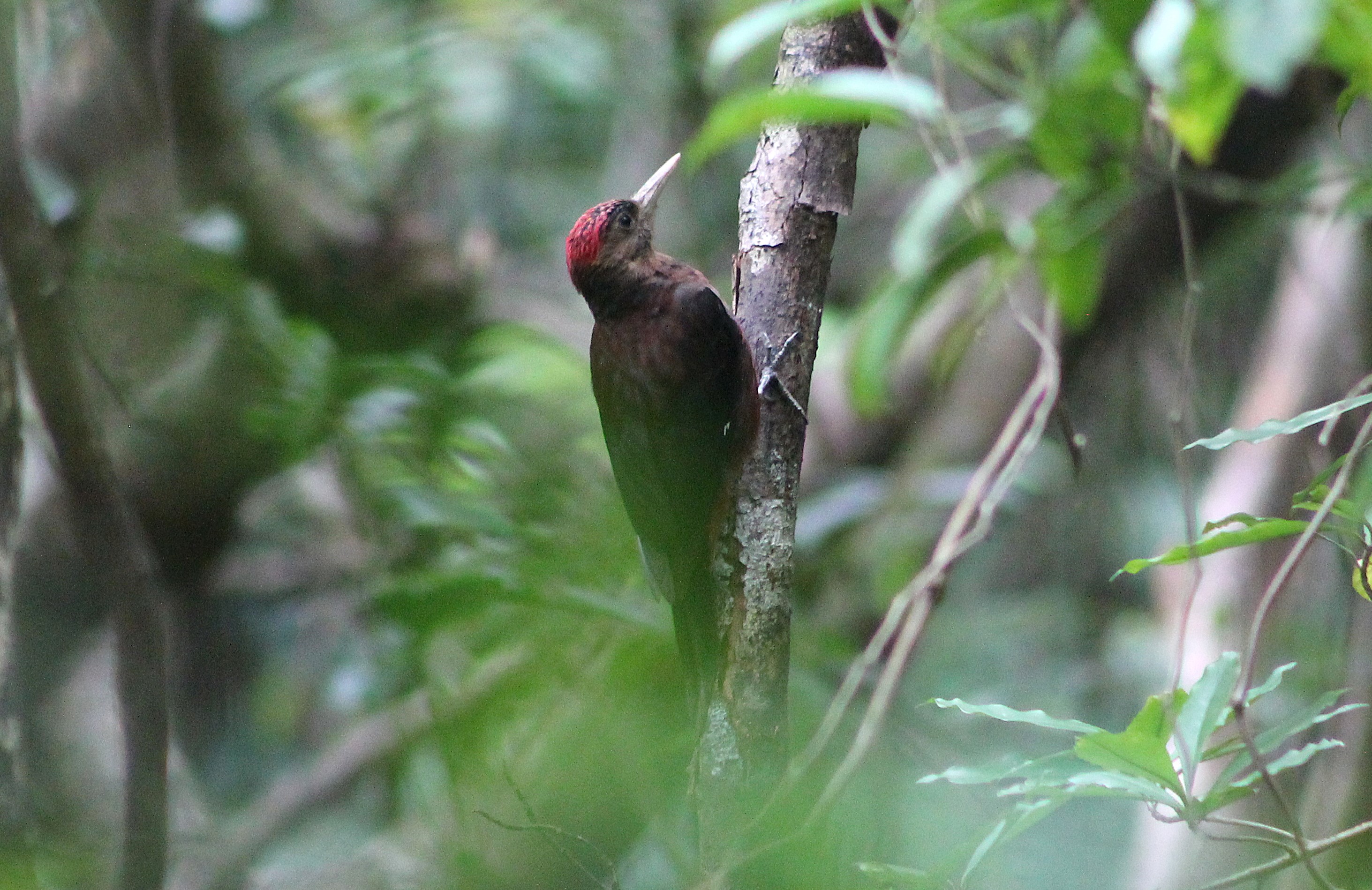 Okinawa Woodpecker (Dendrocopos noguchii)