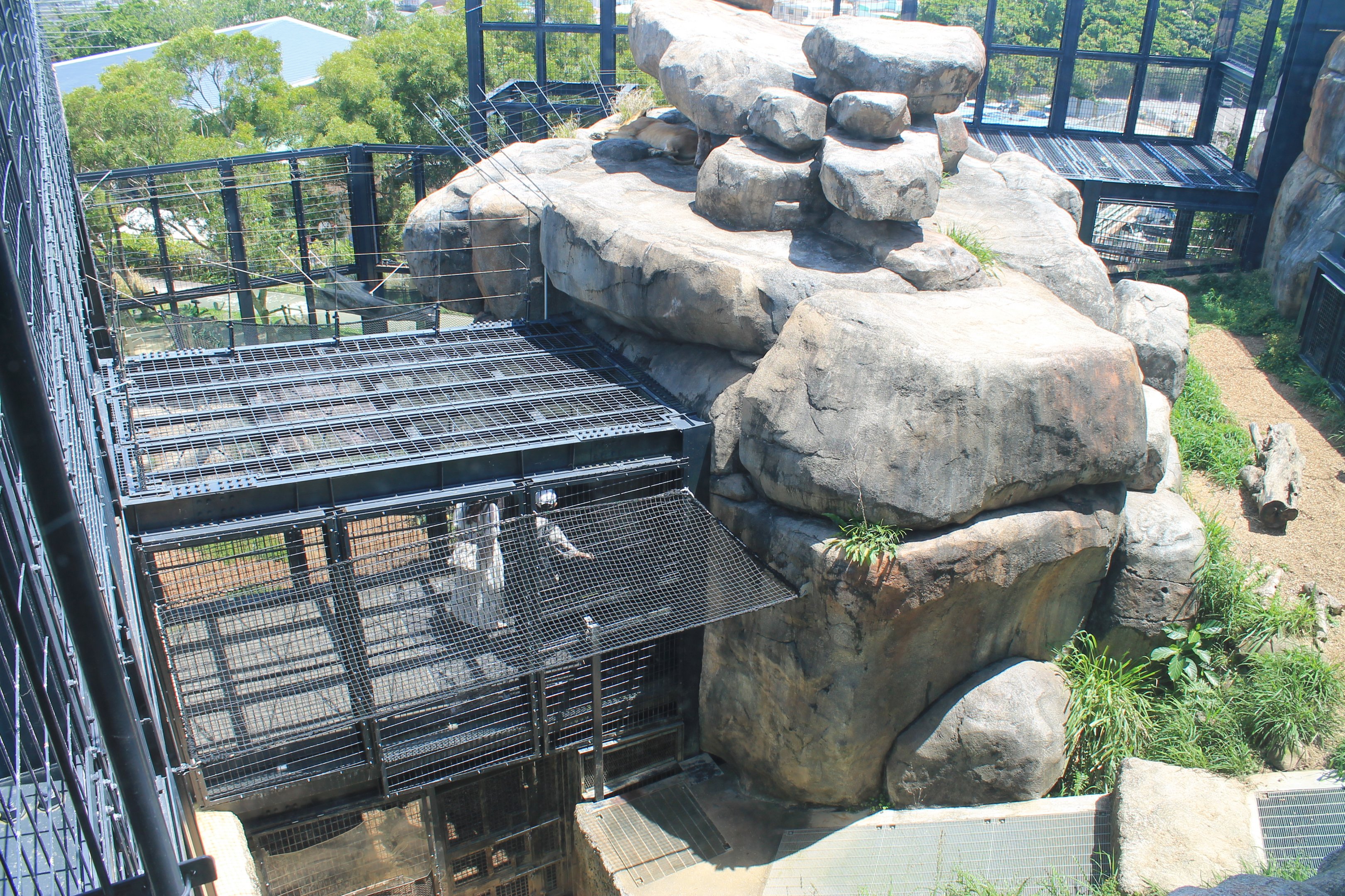 Okinawa Zoo - African Lion enclosure