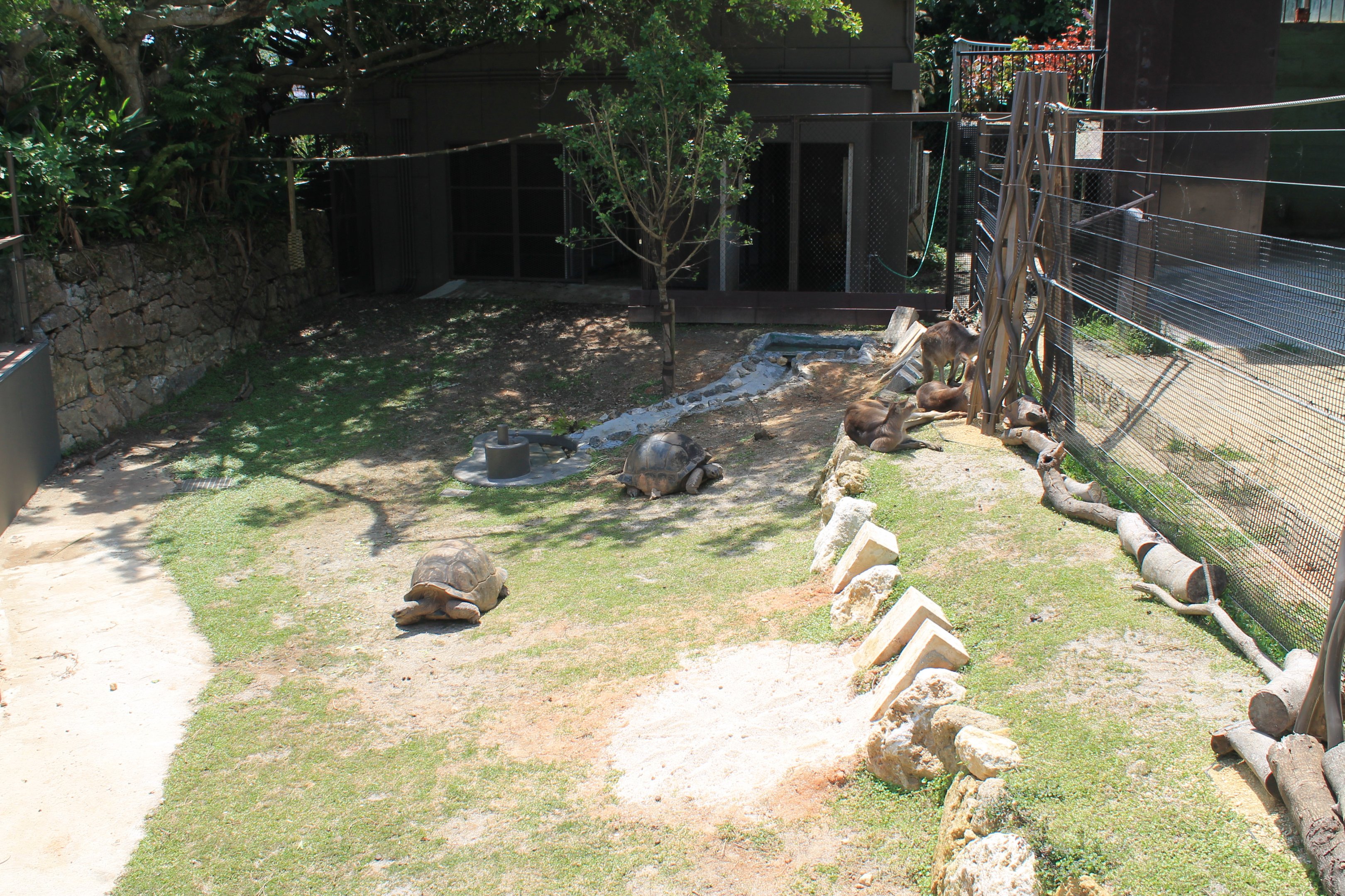Okinawa Zoo - Aldabra Giant Tortoises and Eastern Grey Kangaroos