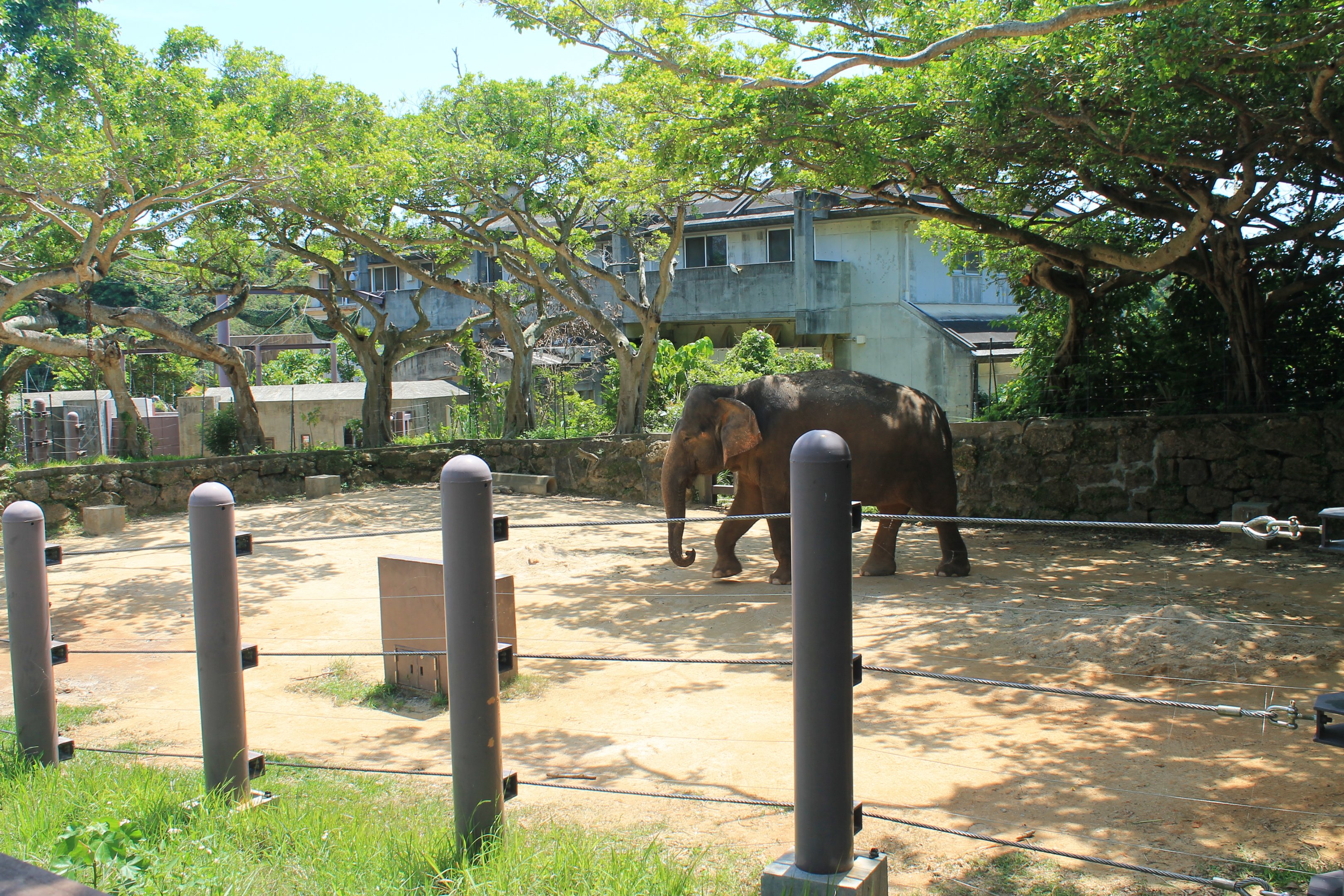 Okinawa Zoo - Asian Elephant (Elephas maximus)