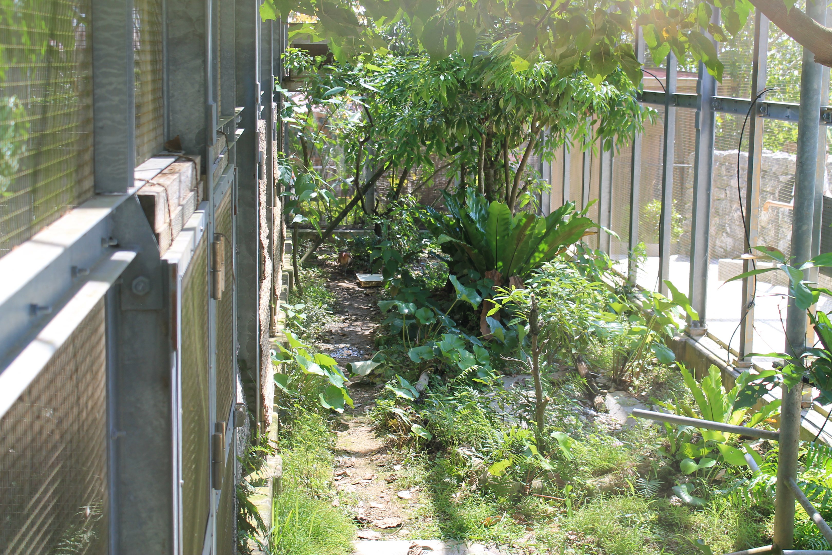 Okinawa Zoo - aviary