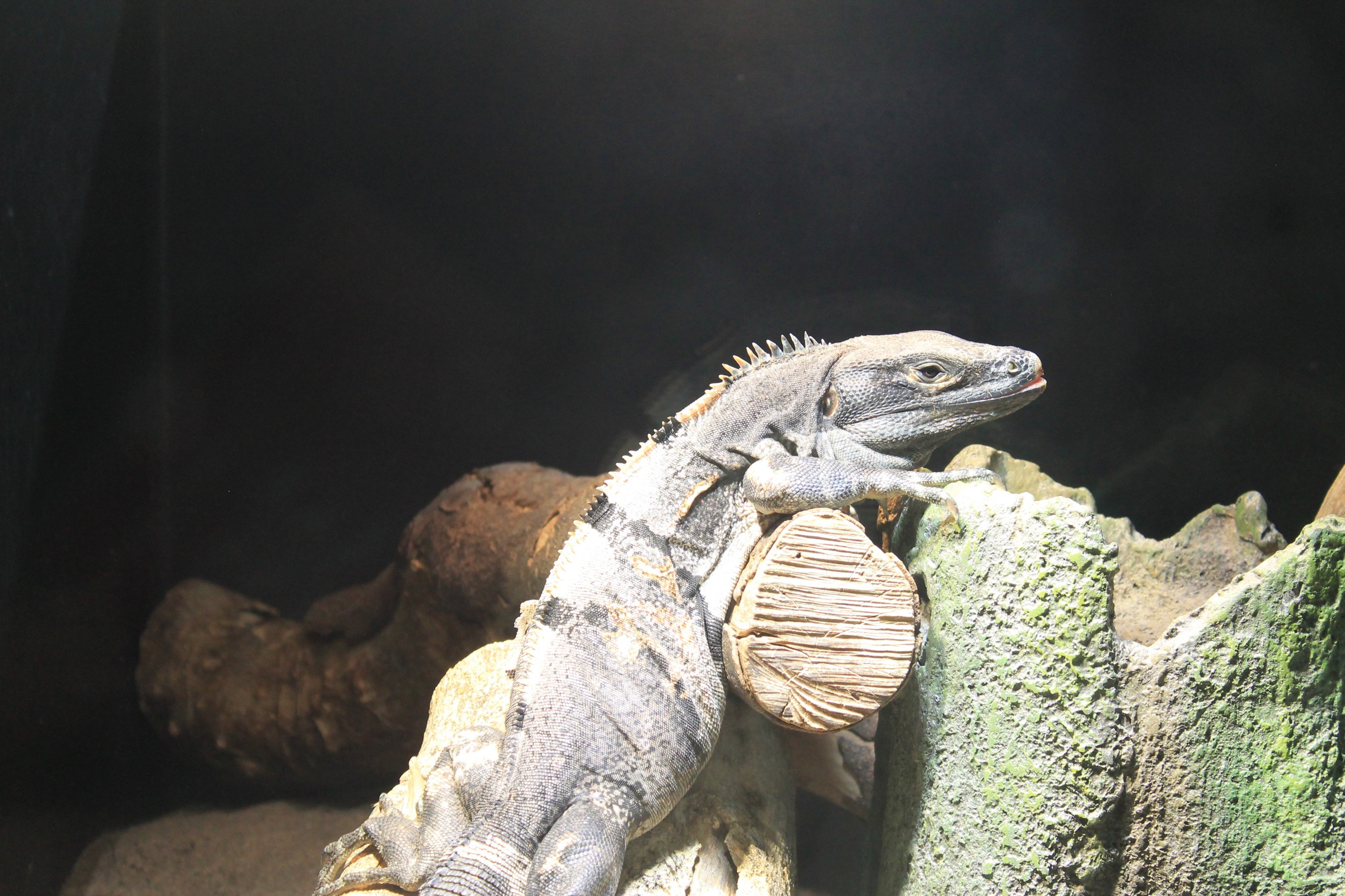 Okinawa Zoo - Black Spiny-tailed Iguana (Ctenosaura similis)