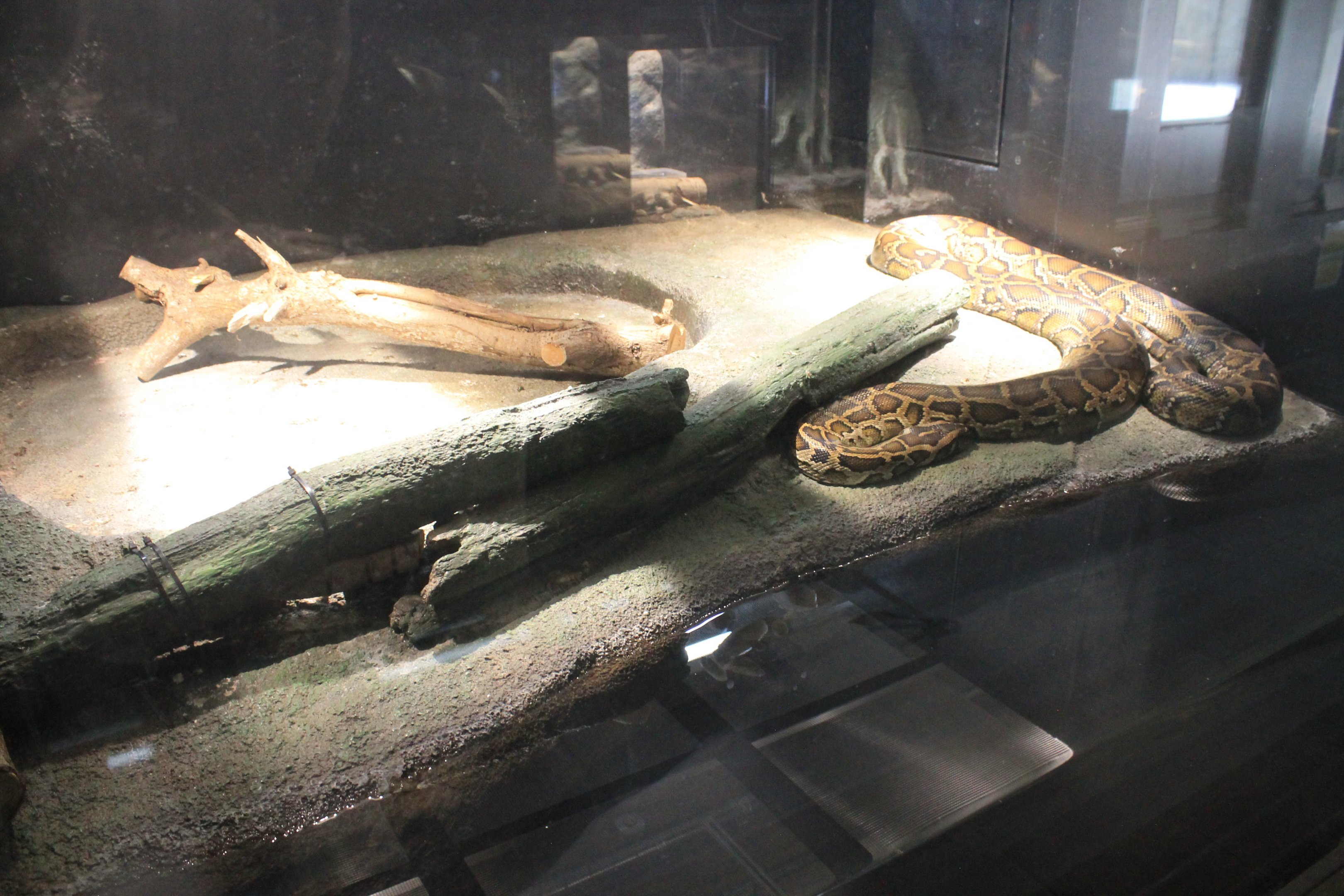 Okinawa Zoo - Burmese Python (Python bivittatus)