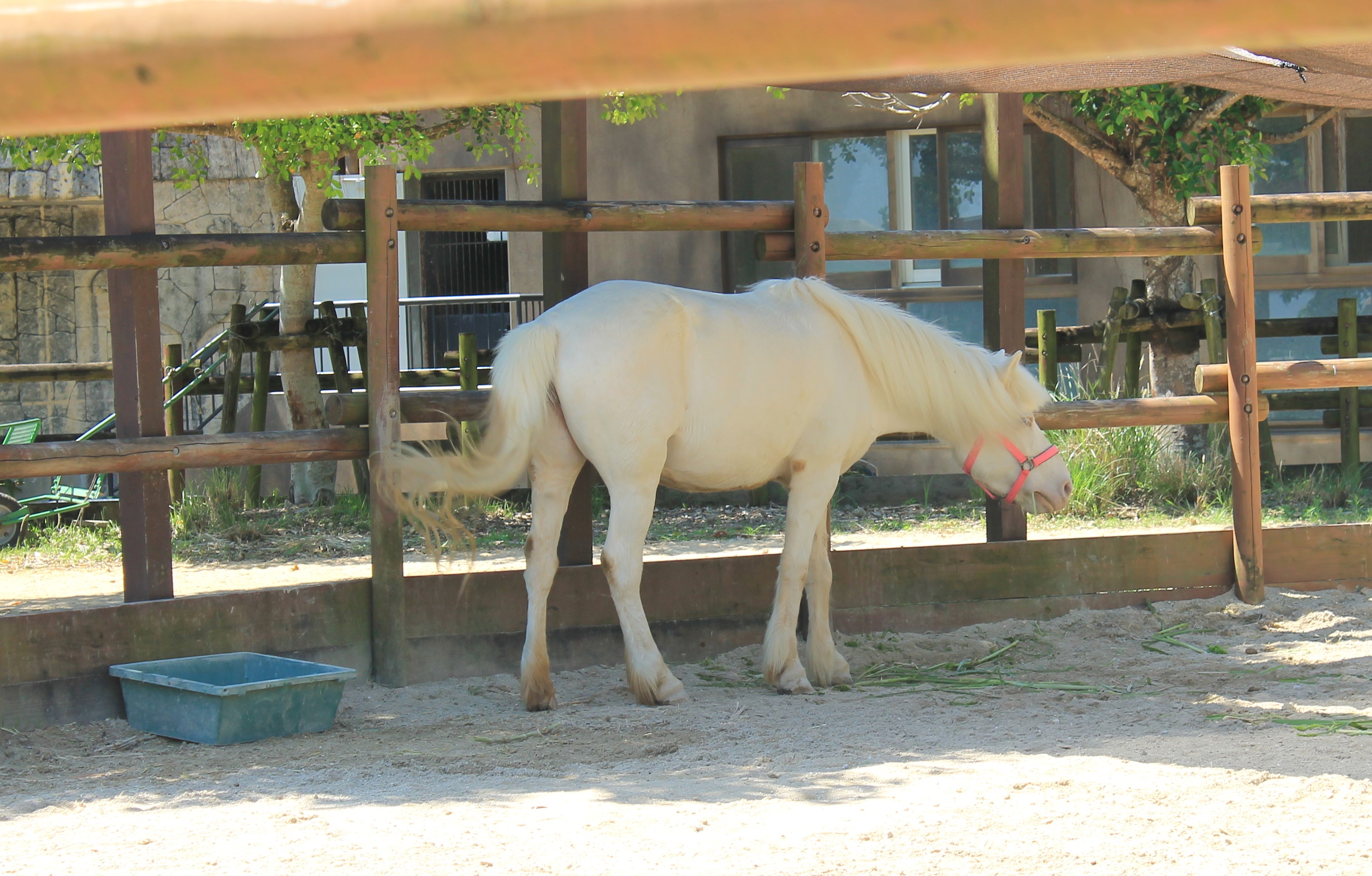Okinawa Zoo - Cheju Pony
