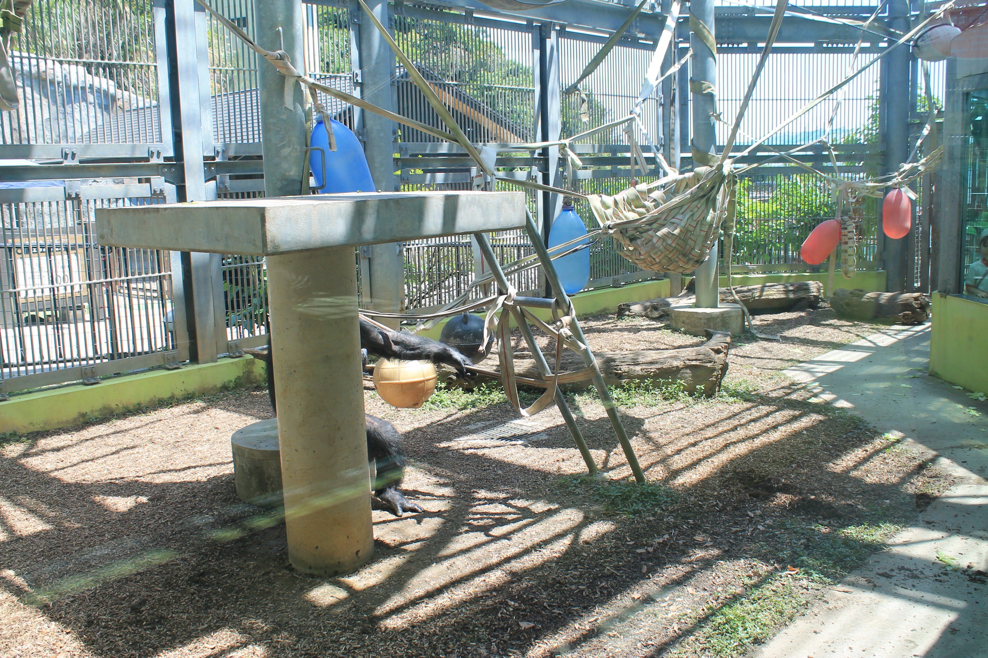 Okinawa Zoo - Chimpanzee cage