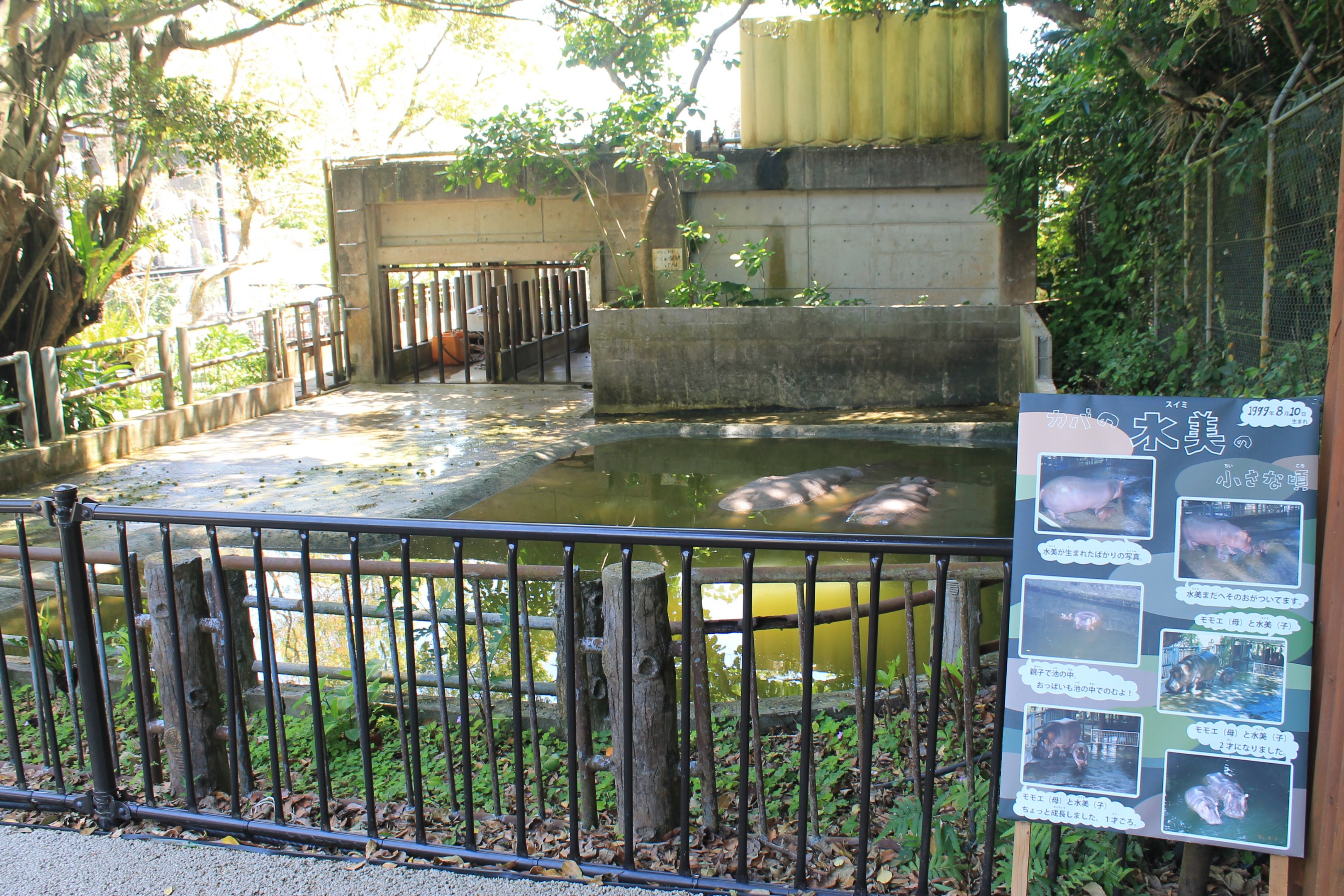 Okinawa Zoo - Common Hippopotamus