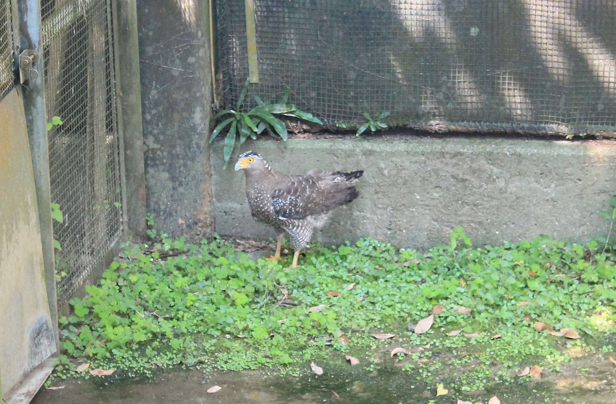 Okinawa Zoo - Crested Serpent-Eagle (Spilornis cheela perplexus)