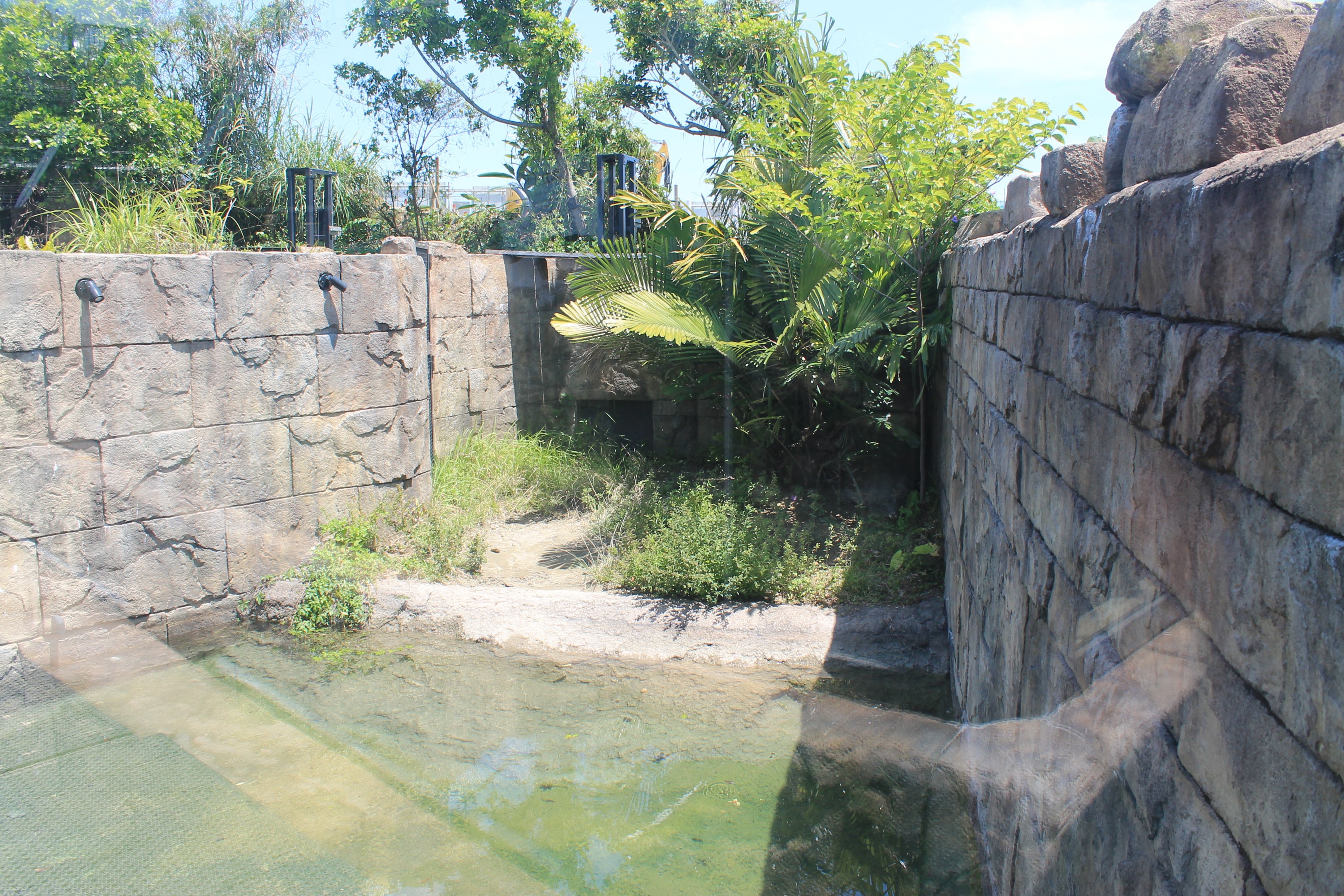 Okinawa Zoo - False Gharial (Tomistoma schlegelii)