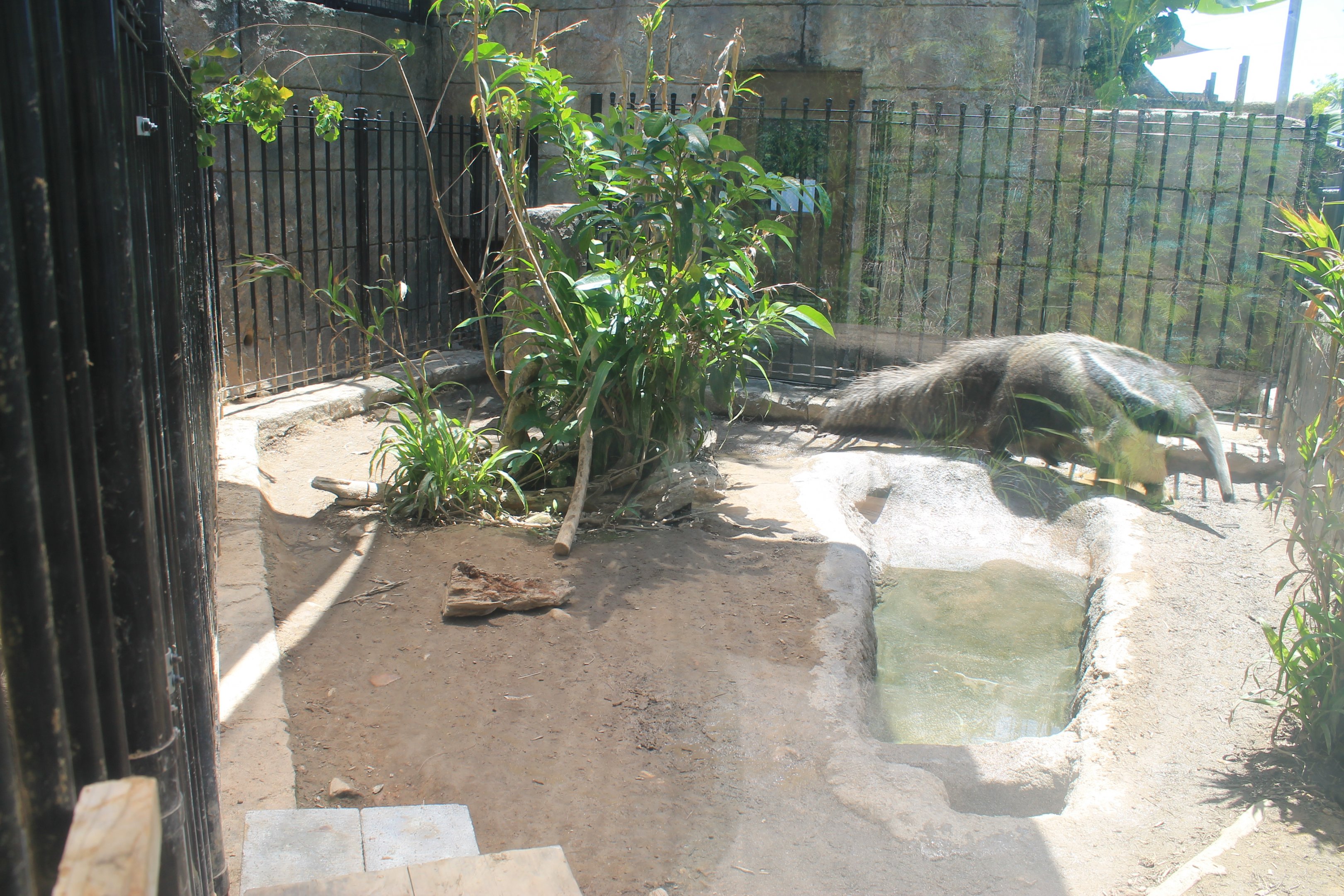 Okinawa Zoo - Giant Anteaters (Myrmecophaga tridactyla)