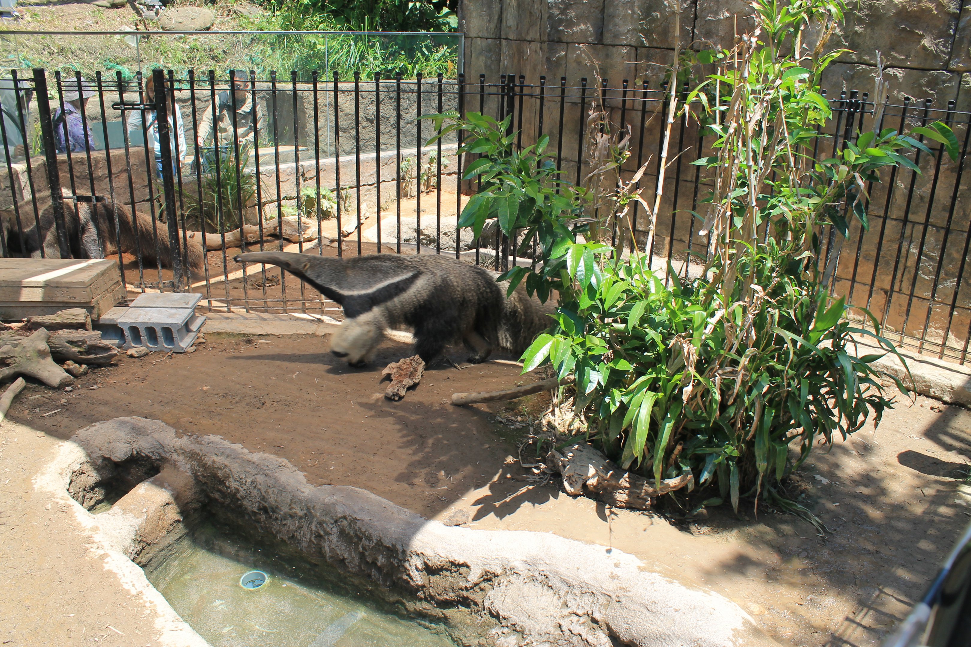 Okinawa Zoo - Giant Anteaters (Myrmecophaga tridactyla)