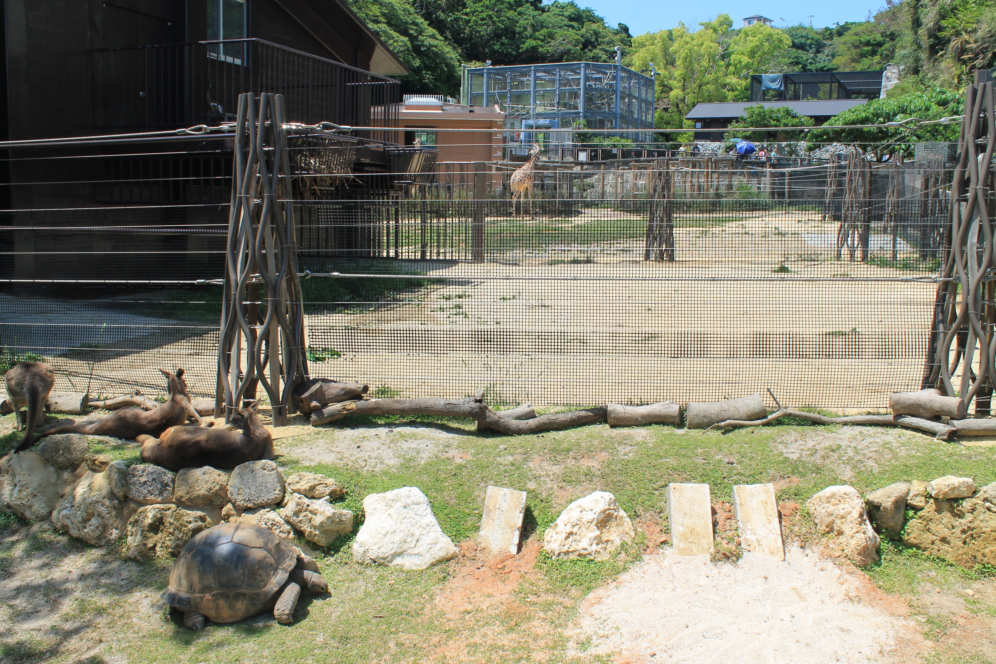 Okinawa Zoo - Giraffe enclosure