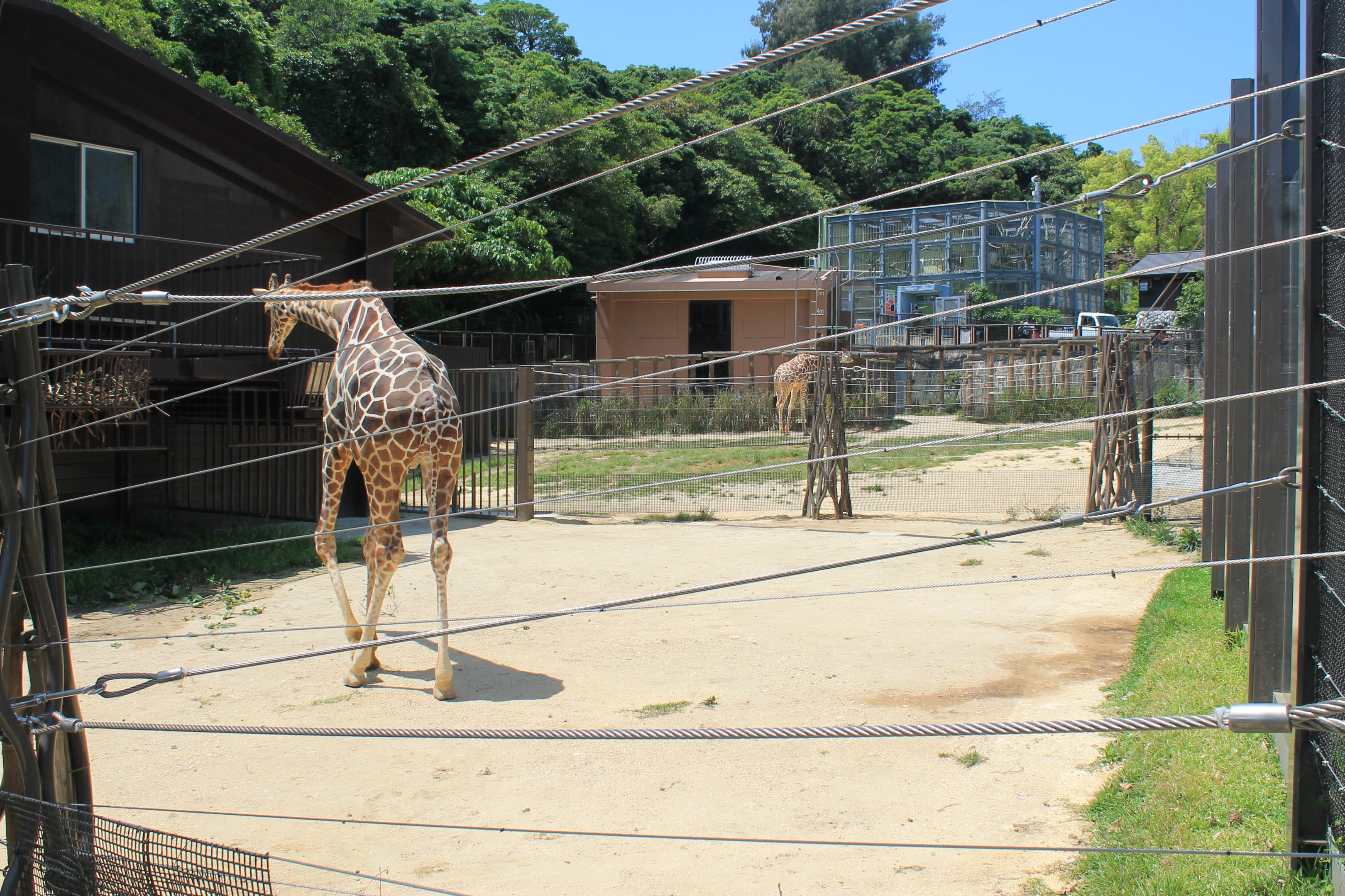 Okinawa Zoo - Giraffes