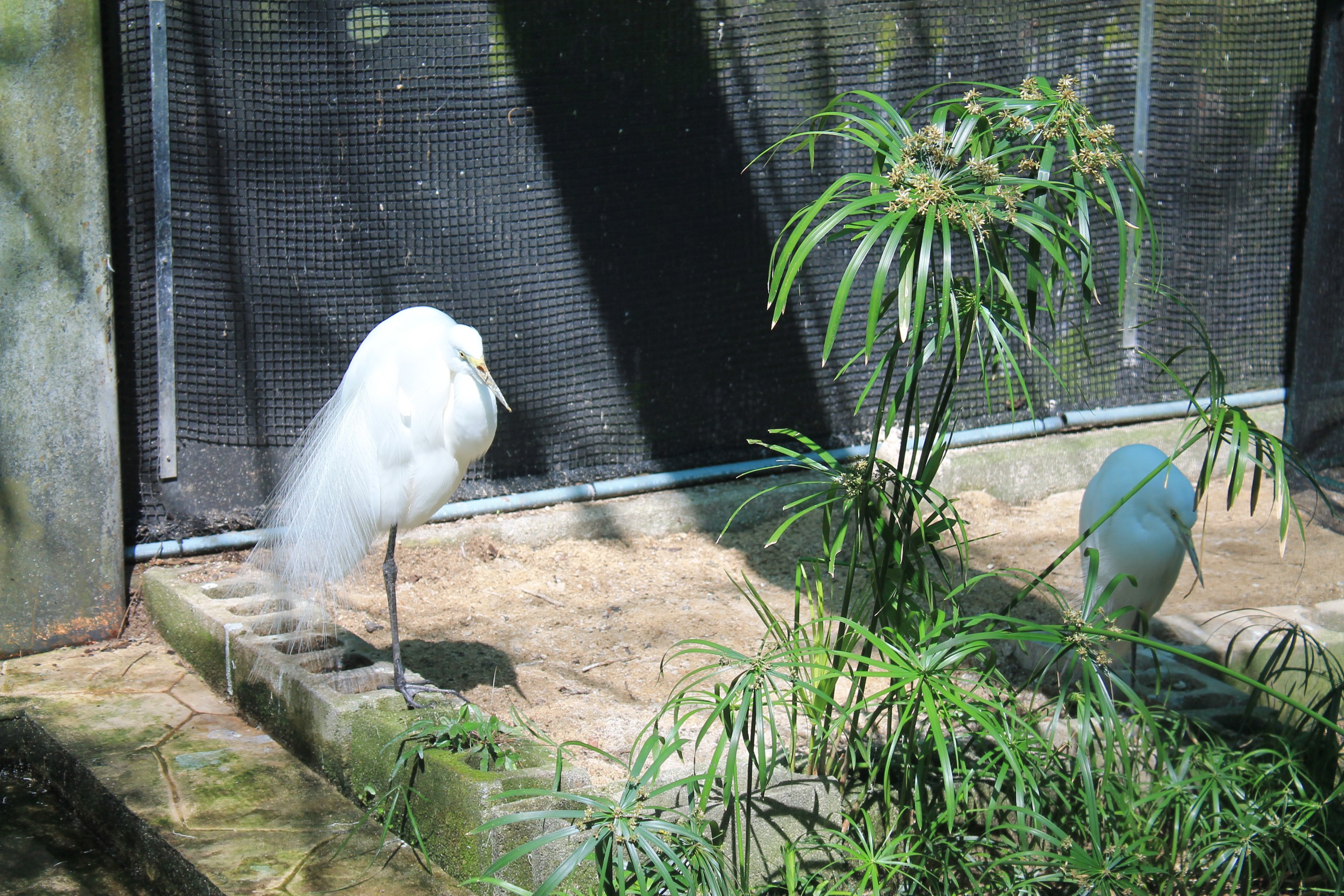 Okinawa Zoo - Great and Intermediate Egrets