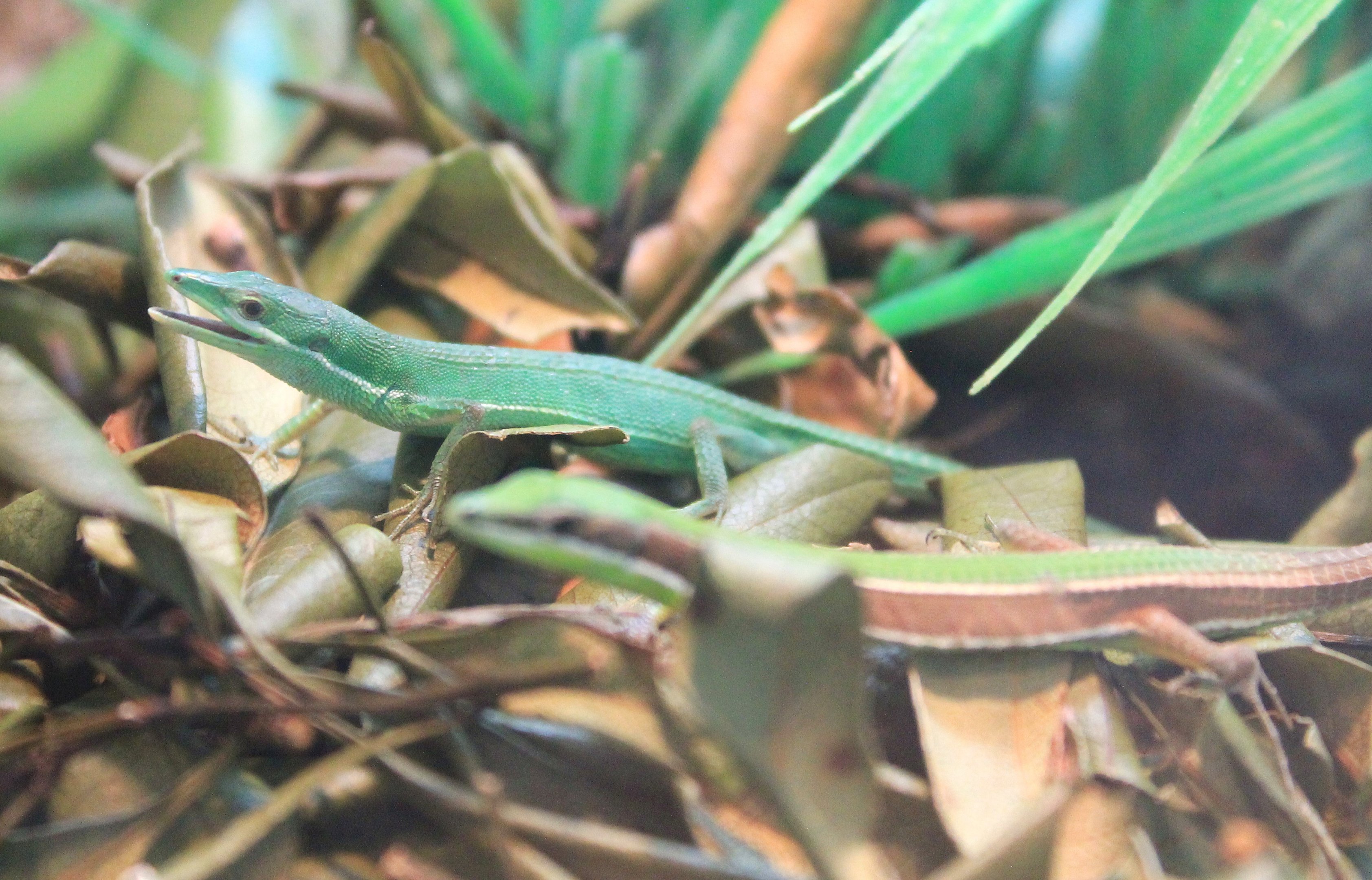 Okinawa Zoo - Green Grass Lizards (Takydromus smaragdinus)