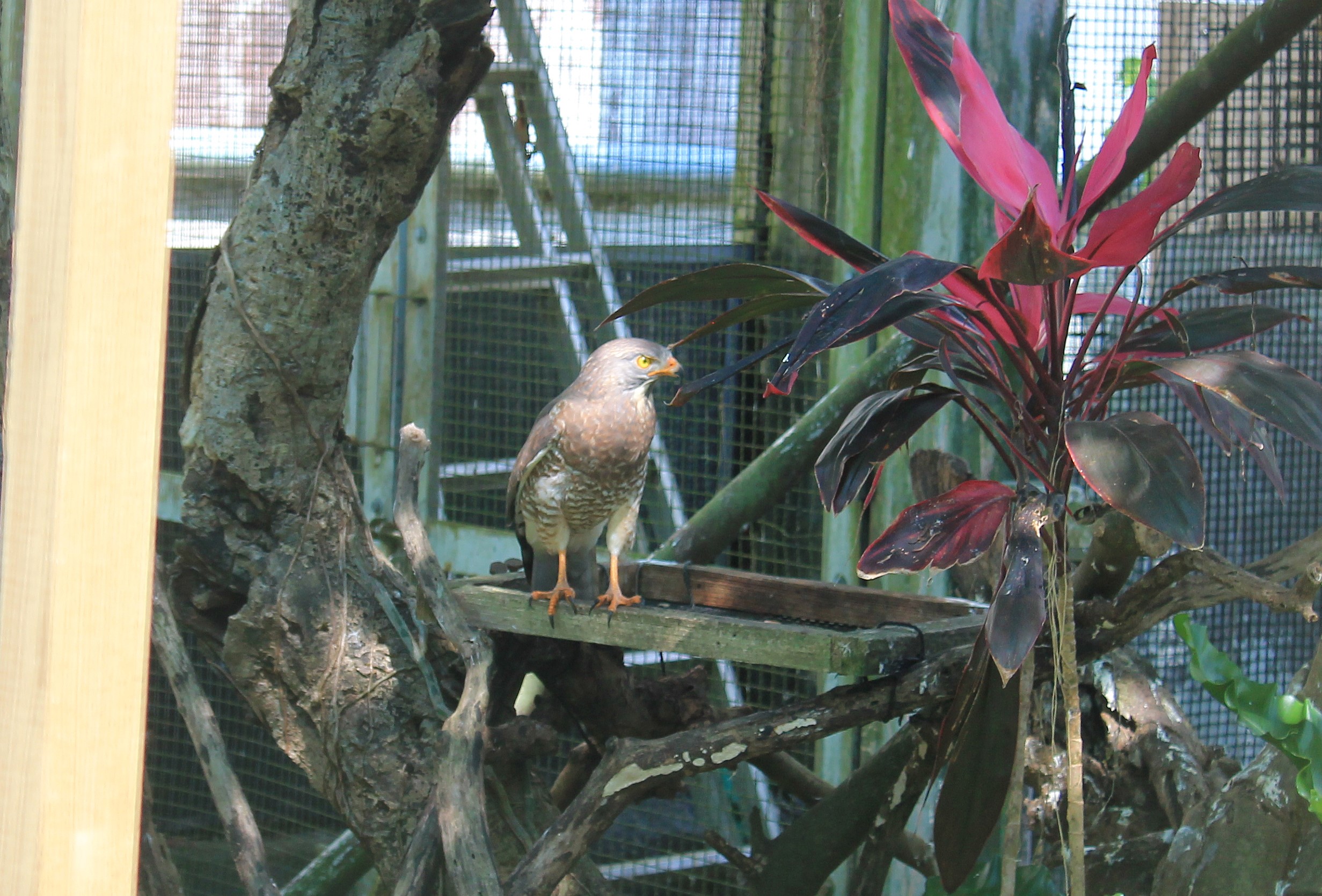 Okinawa Zoo - Grey-faced Buzzard (Butastur indicus)