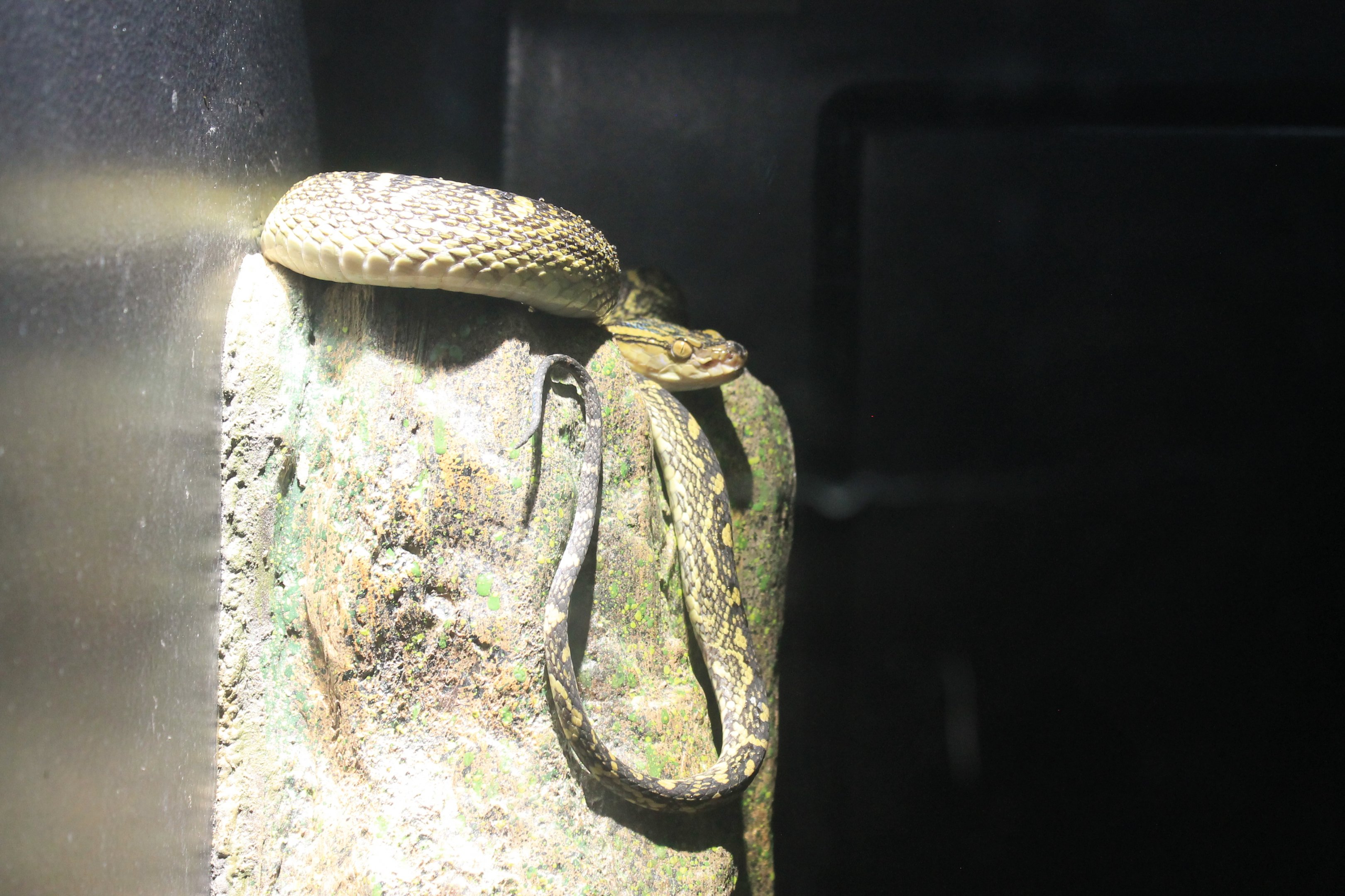 Okinawa Zoo - Habu (Protobothrops flavoviridis)