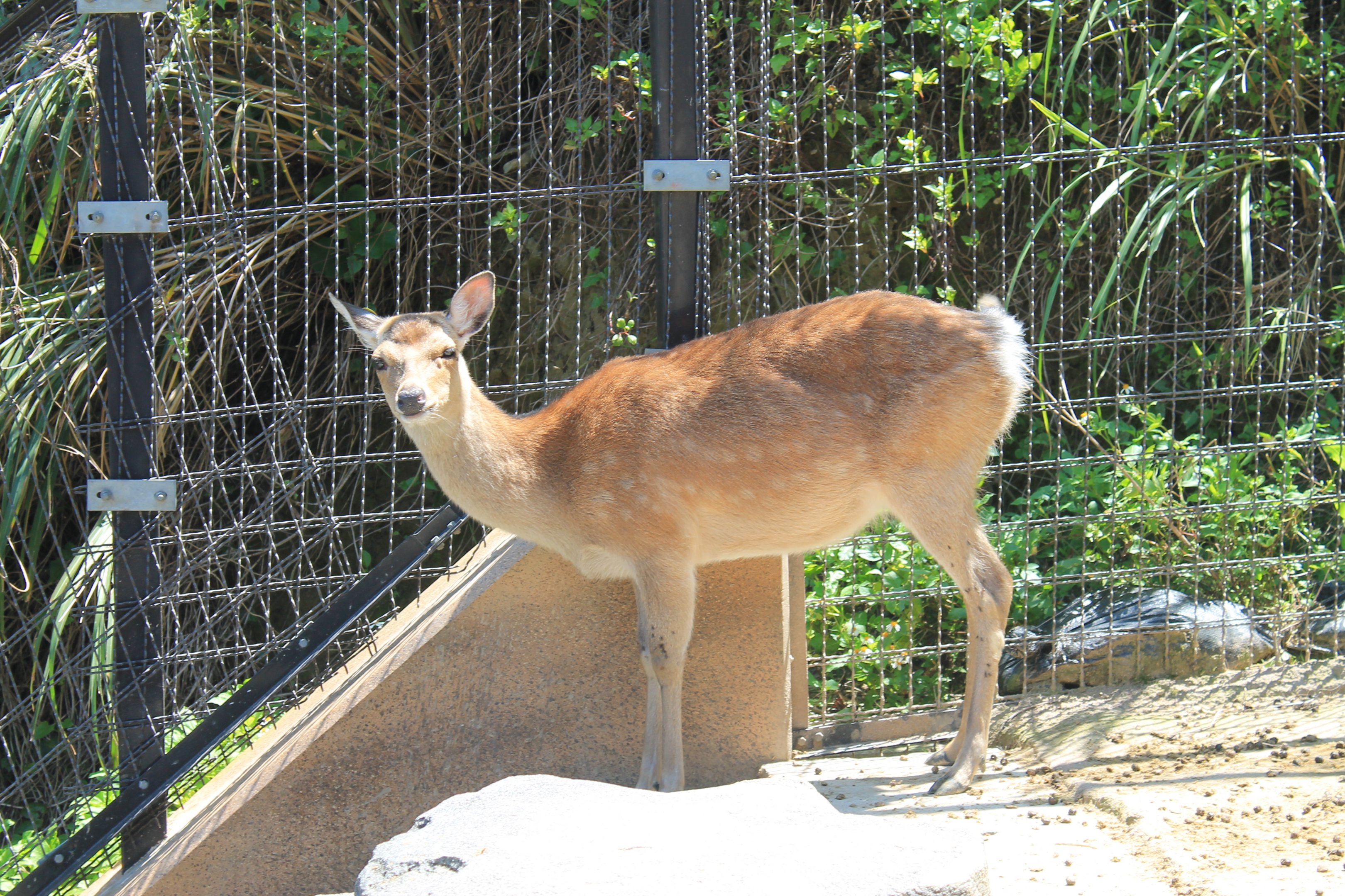 Okinawa Zoo - Honshu Sika Deer (Cervus nippon aplodontus)