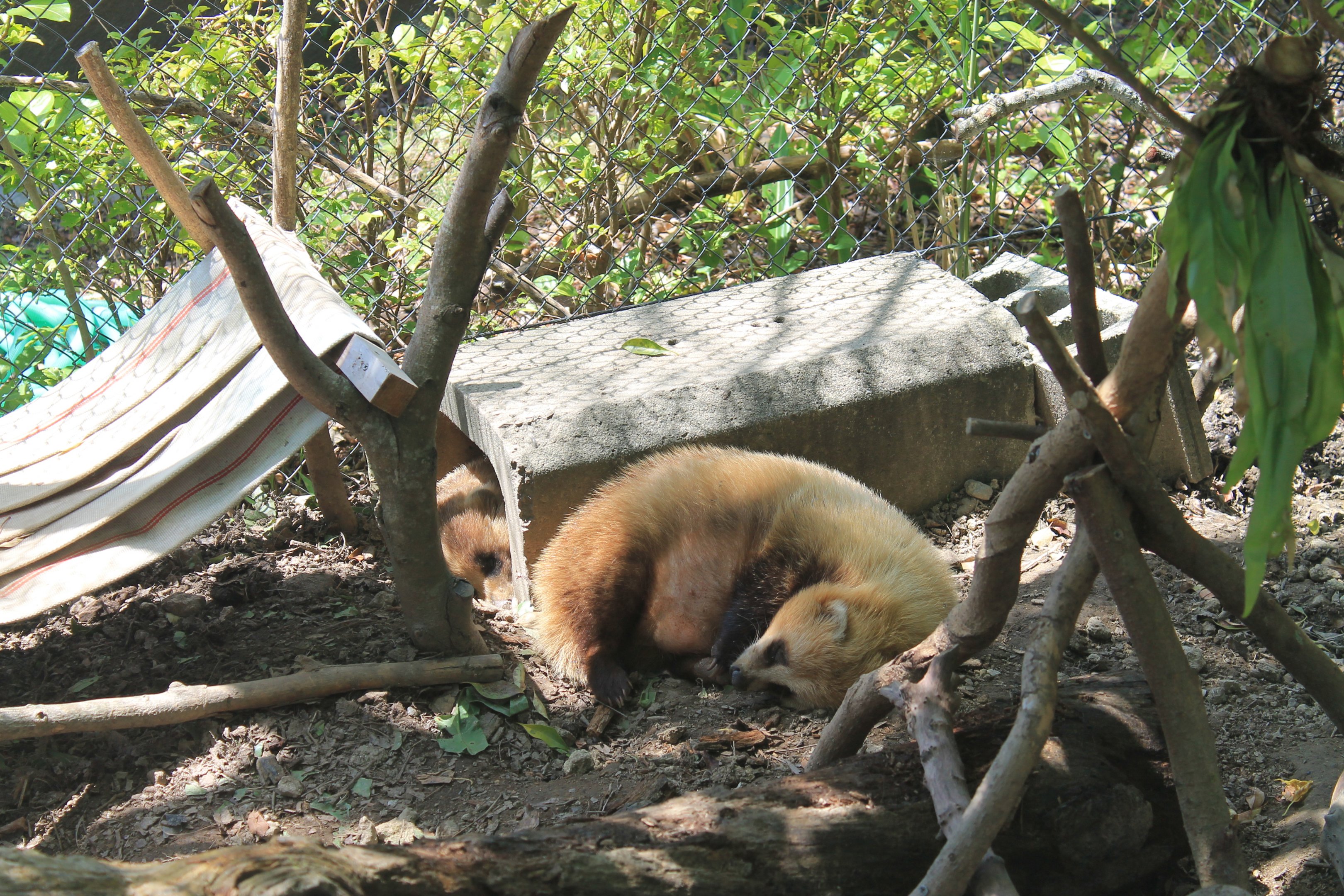 Okinawa Zoo - Japanese Badgers
