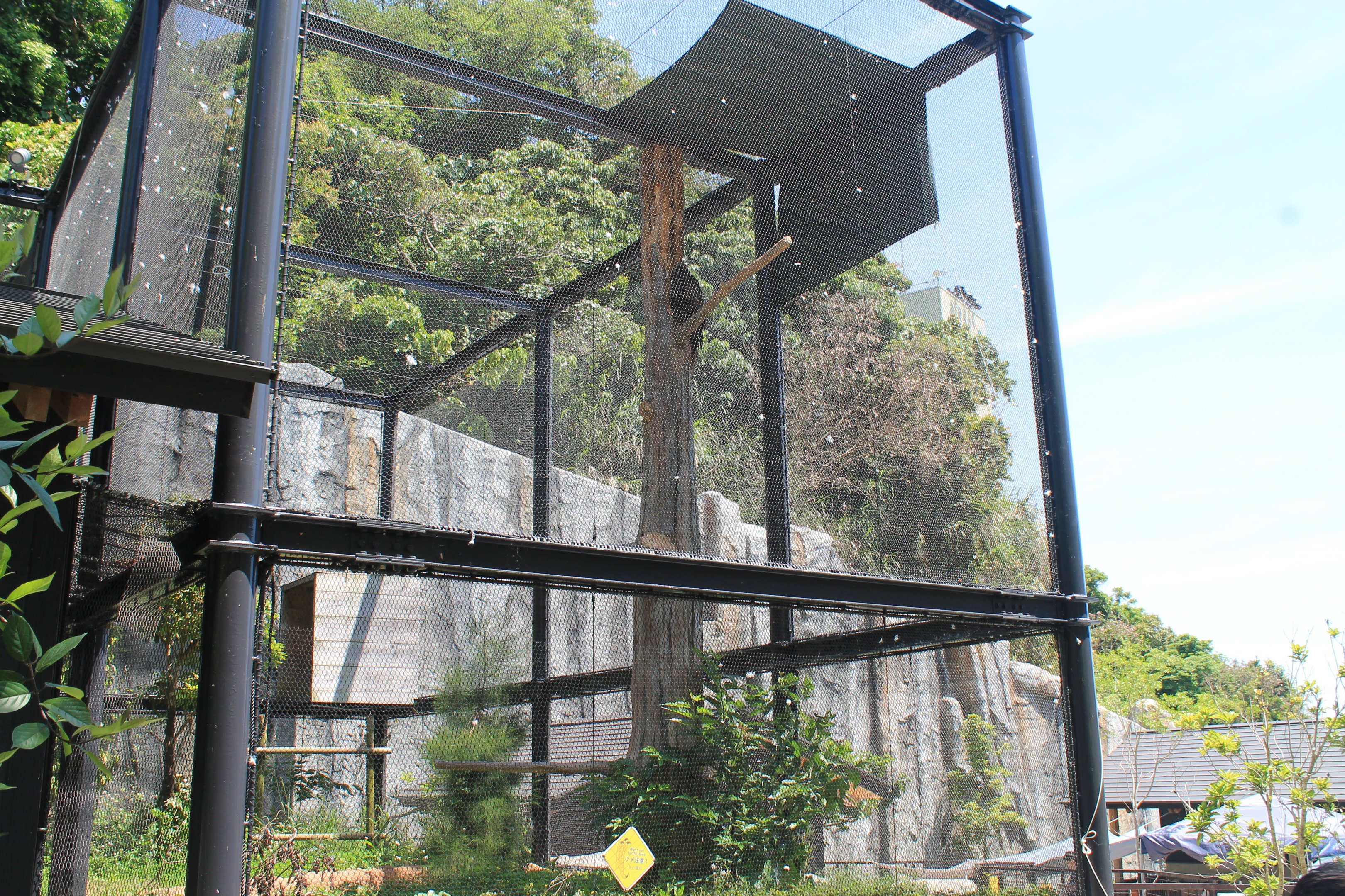 Okinawa Zoo - Japanese Golden Eagle (Aquila chrysaetos japonica)