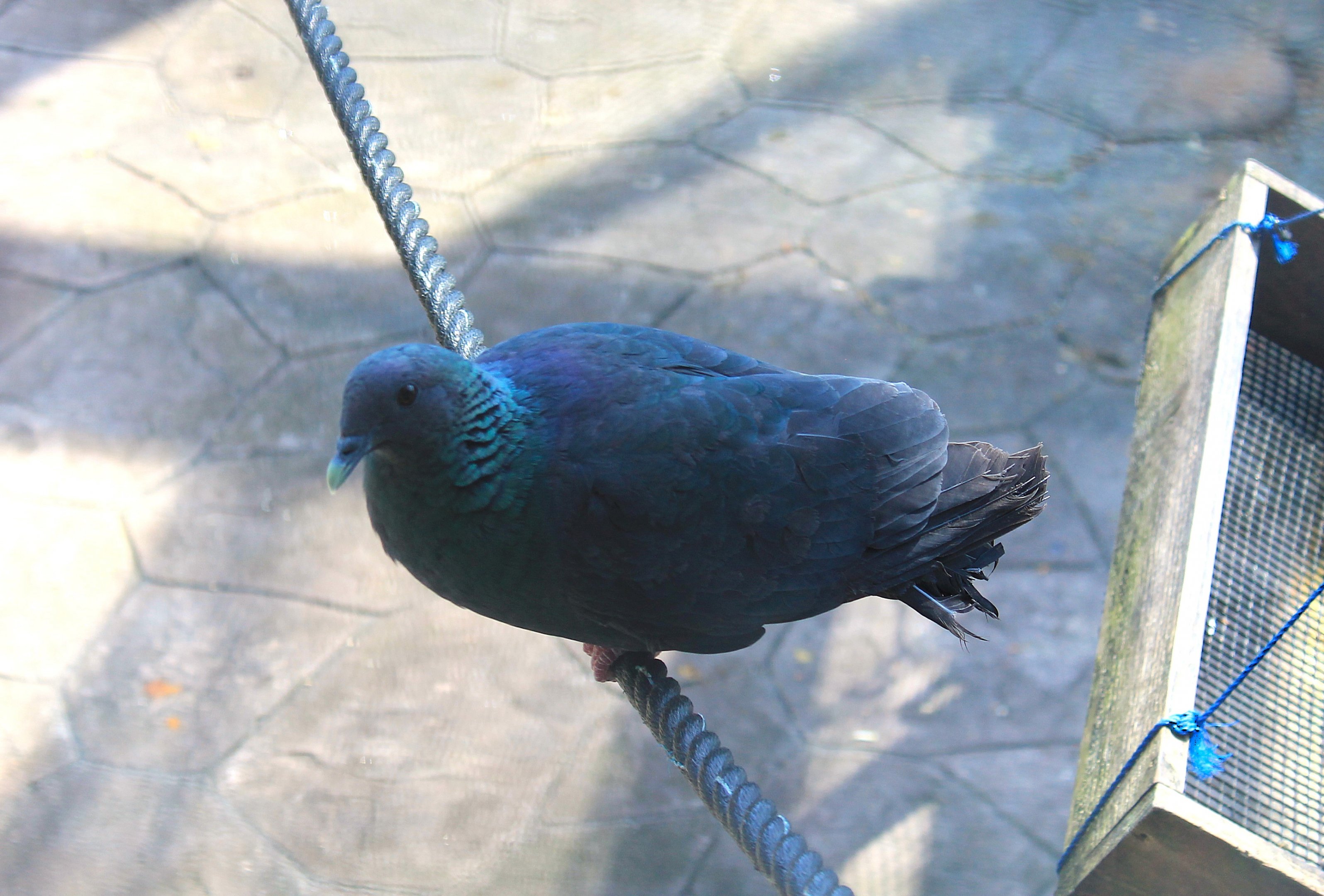 Okinawa Zoo - Japanese Wood Pigeon (Columba janthina janthina)