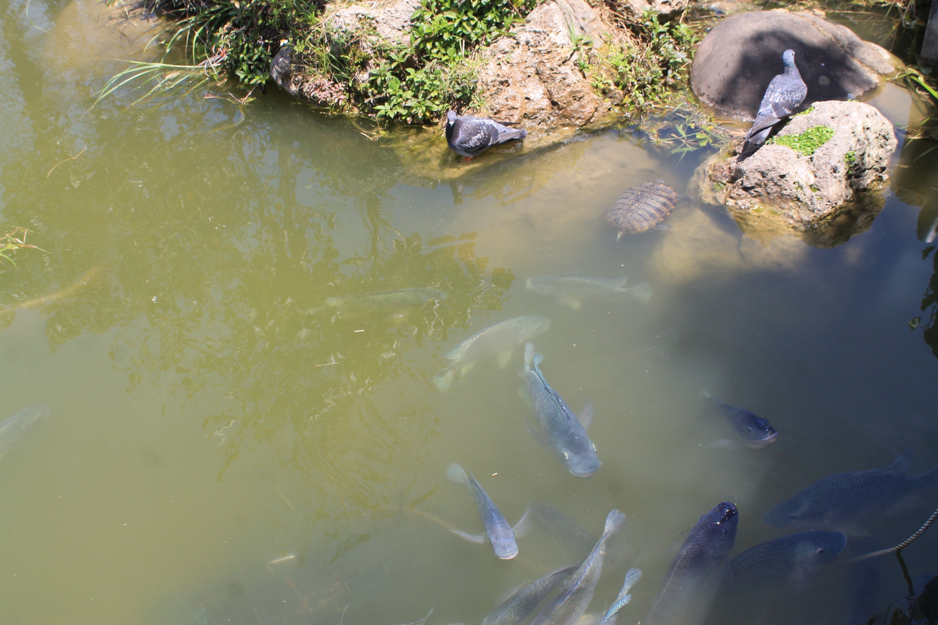 Okinawa Zoo lake - three invasive species