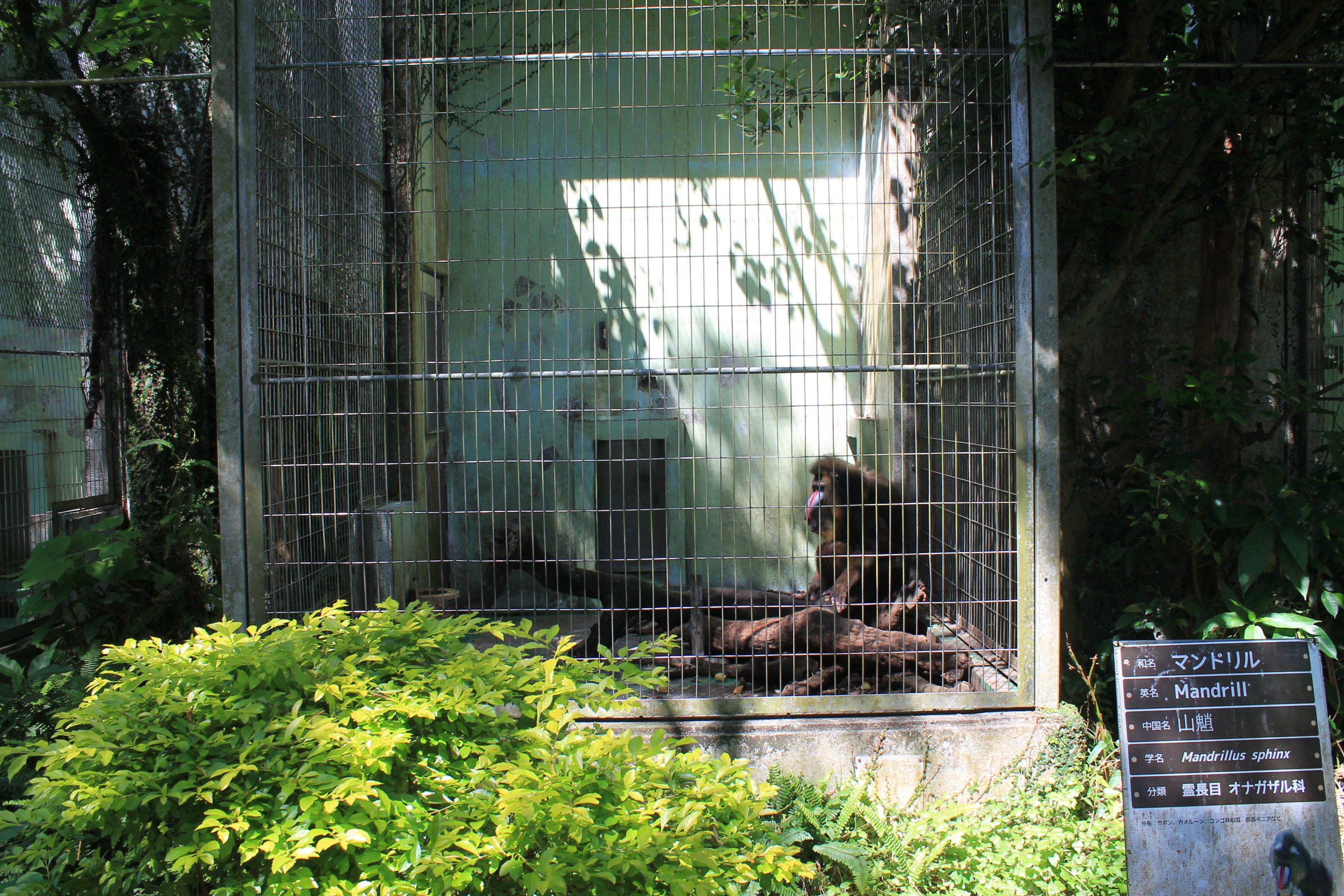 Okinawa Zoo - Mandrill (Mandrillus sphinx)