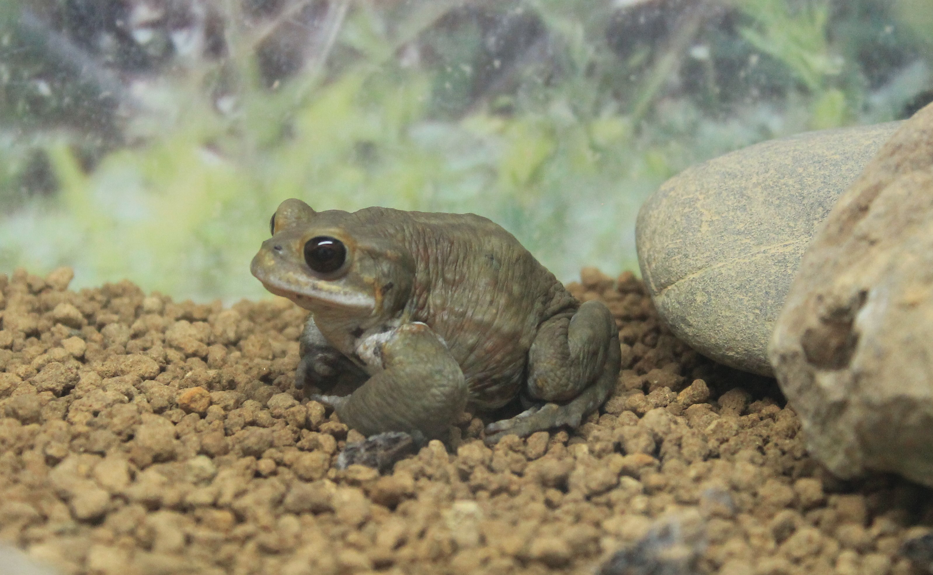 Okinawa Zoo - Miyako Toad (Bufo gargarizans miyakonis)