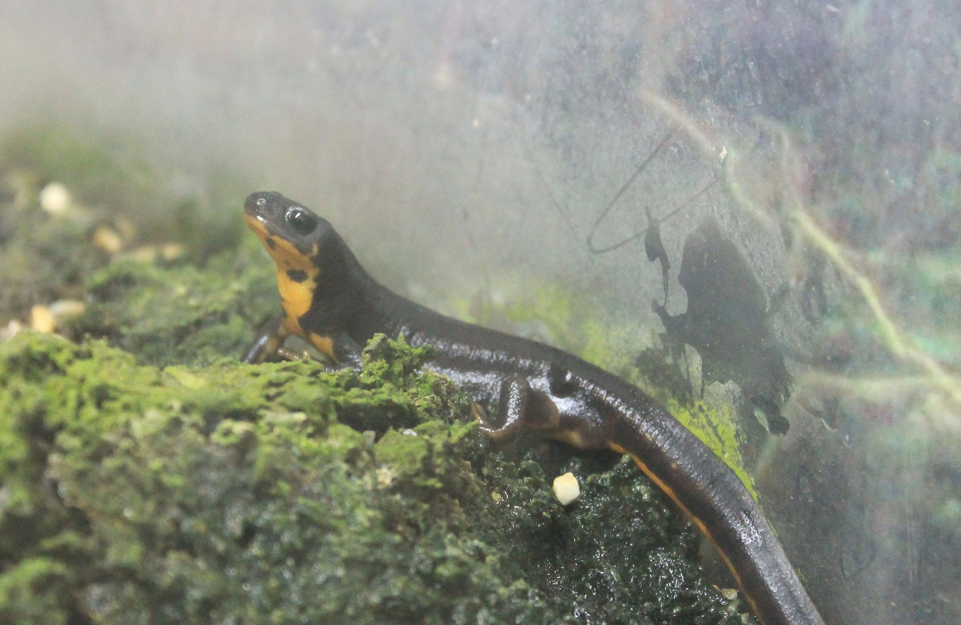 Okinawa Zoo - Okinawa Sword-tailed Newt (Cynops ensicauda popei)