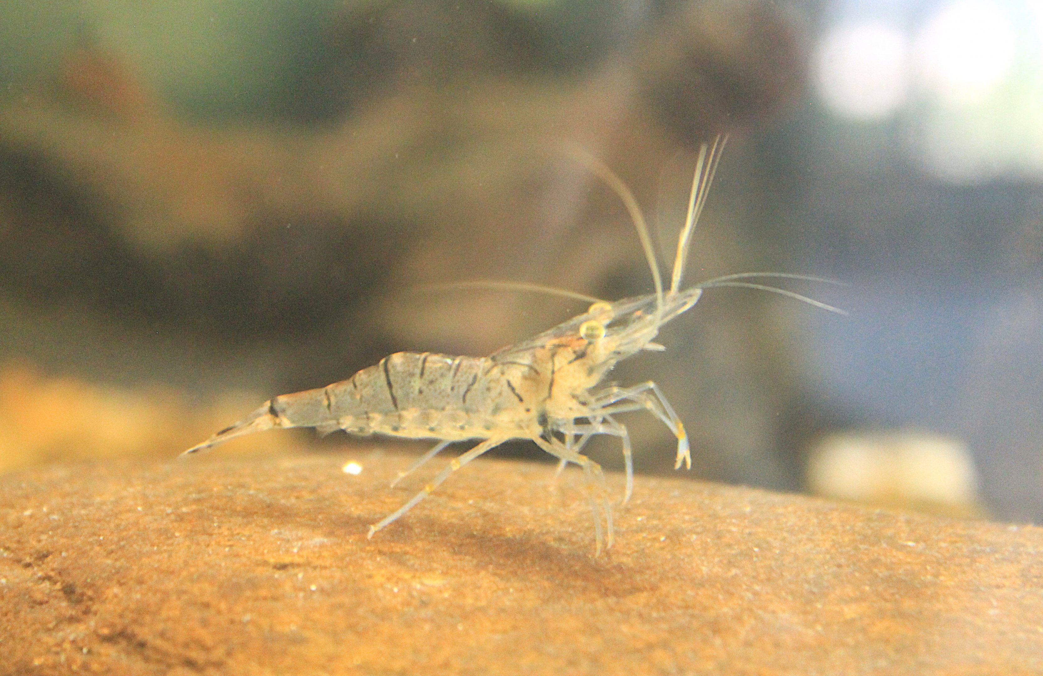 Okinawa Zoo - River Prawn (Macrobrachium lar)
