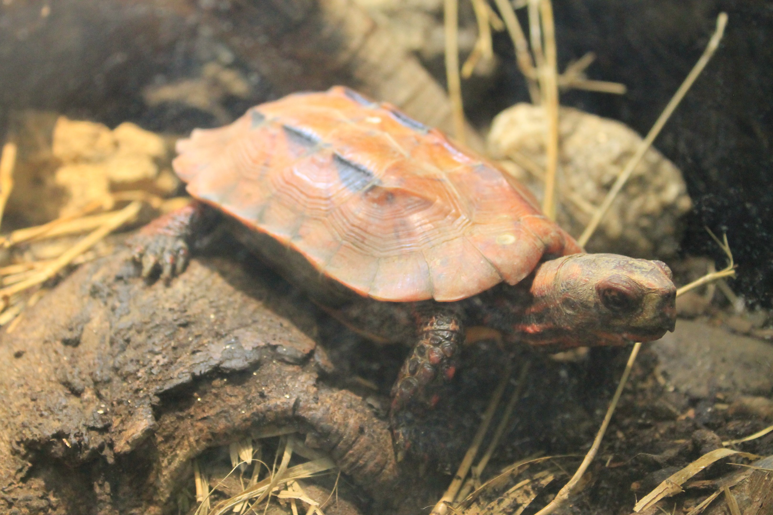 Okinawa Zoo - Ryukyu Black-breasted Leaf Turtle (Geoemyda japonica)
