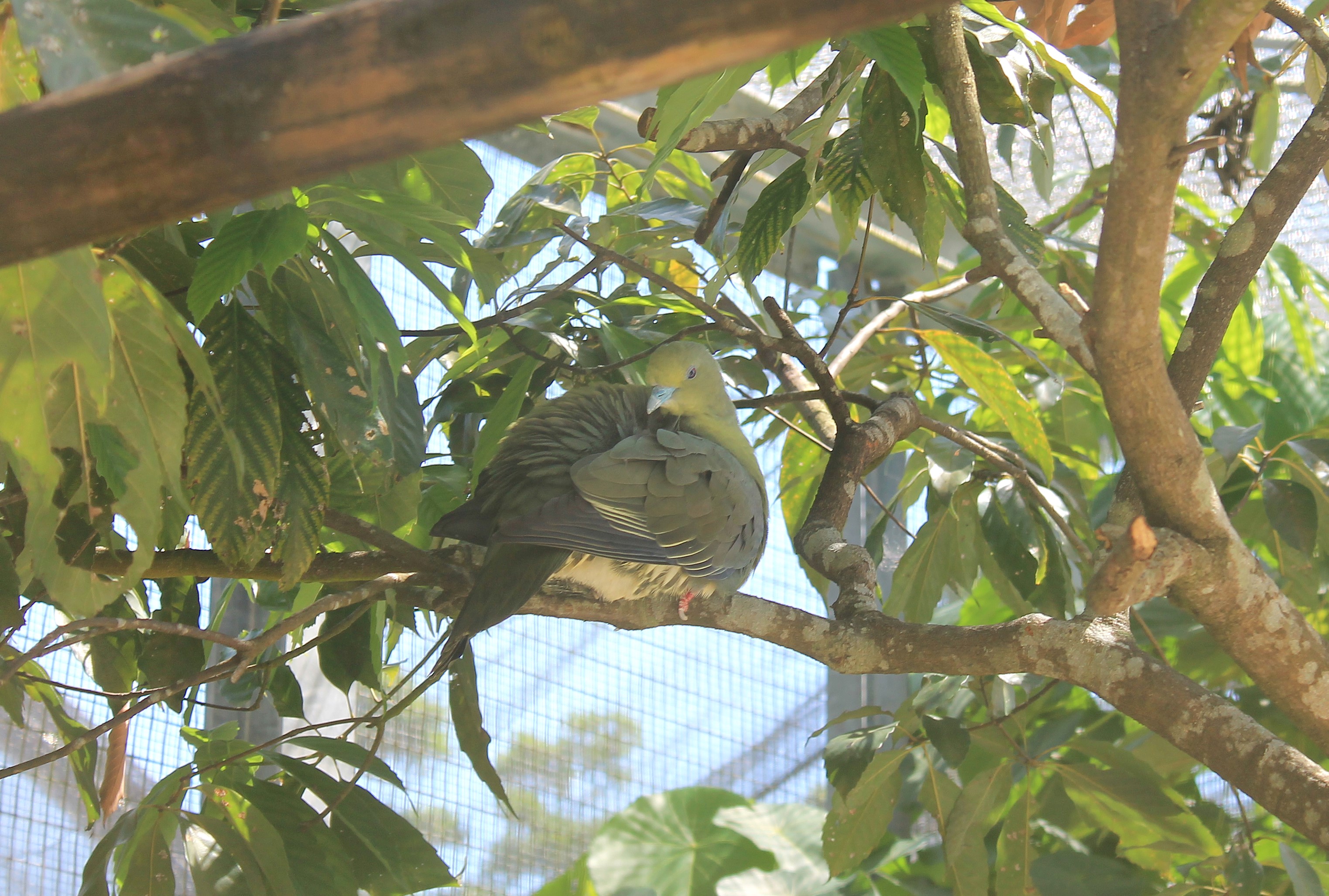 Okinawa Zoo - Ryukyu Green Pigeon (Treron permagnus permagnus)