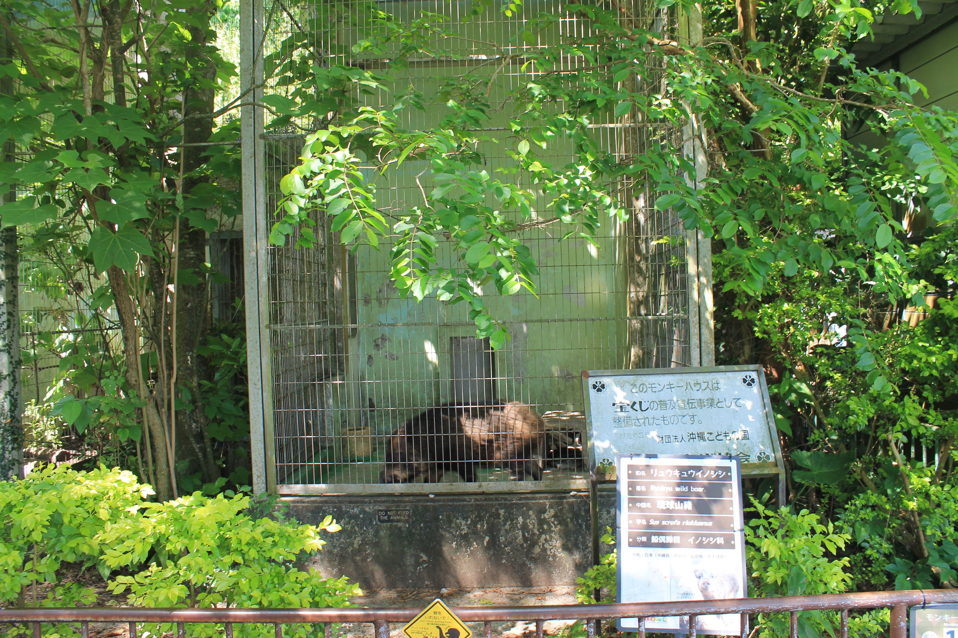 Okinawa Zoo - Ryukyu Wild Pig (Sus scrofa riukiuanus)