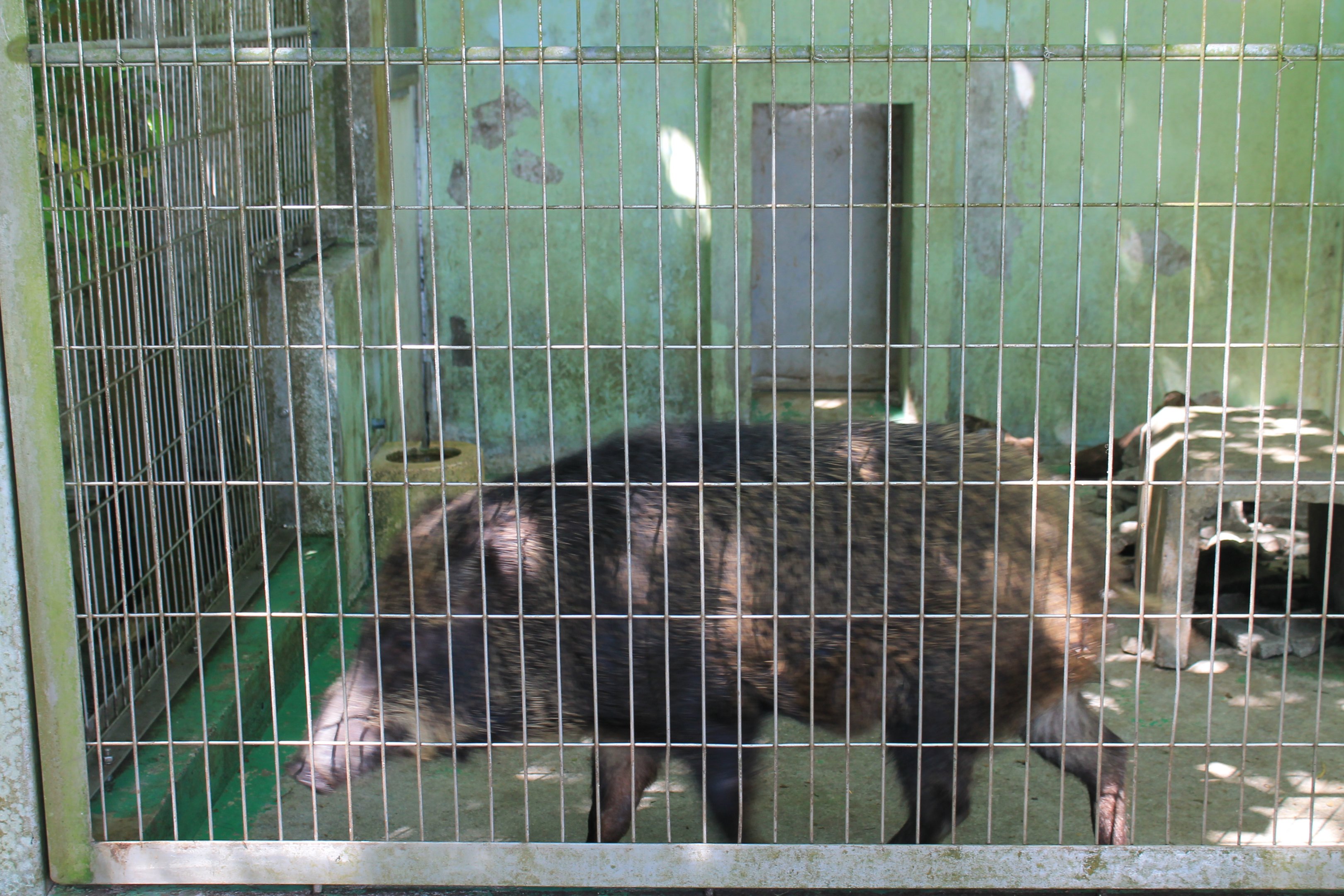 Okinawa Zoo - Ryukyu Wild Pig (Sus scrofa riukiuanus)
