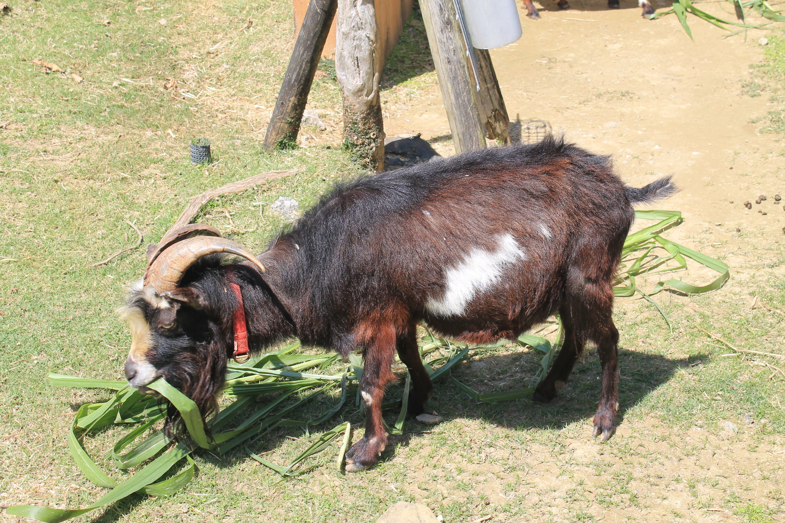 Okinawa Zoo - Shima Hijya Goat
