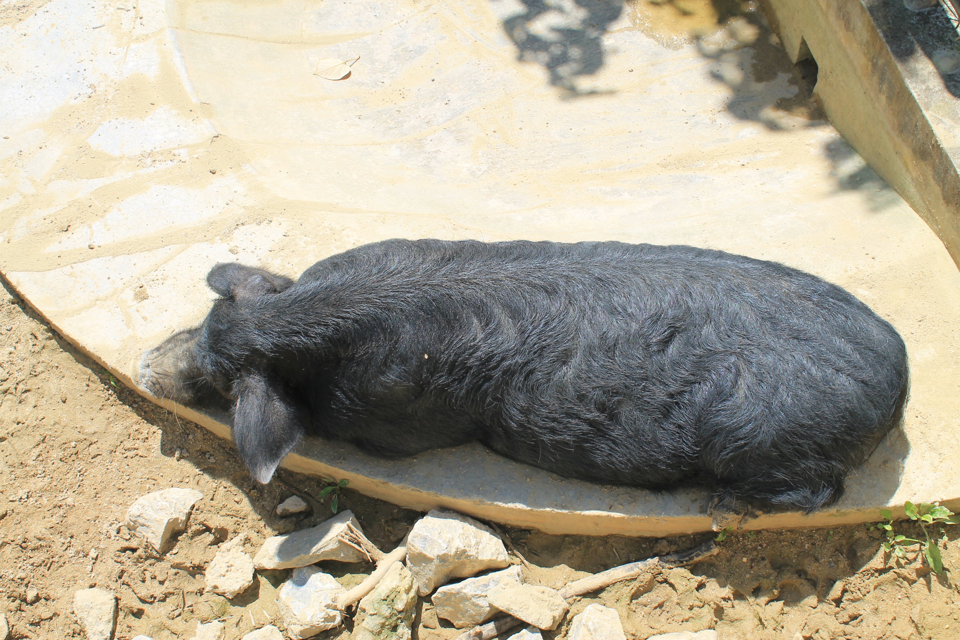 Okinawa Zoo - Shima Uwa Pig