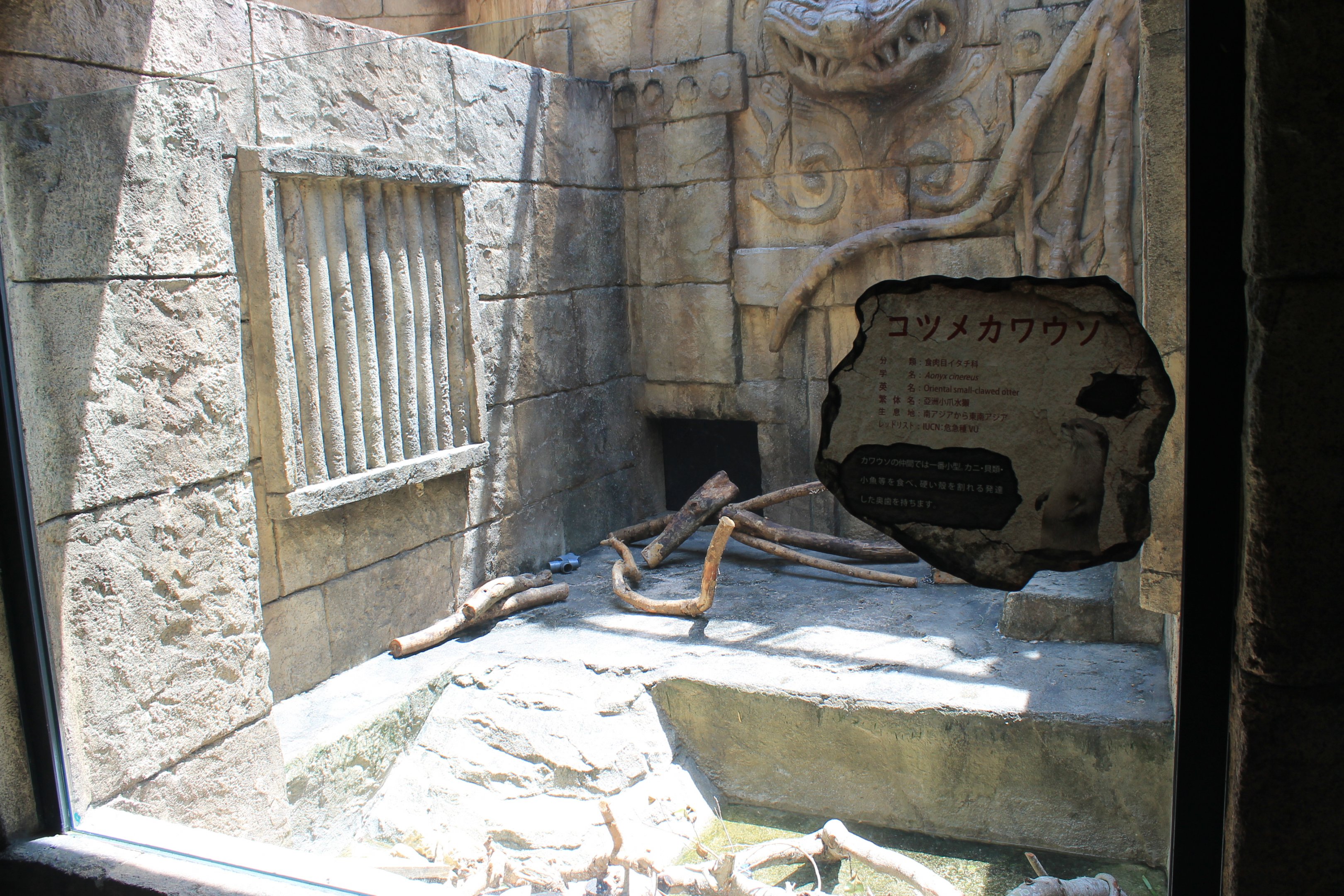 Okinawa Zoo - Small-clawed Otter (Aonyx cinereus)