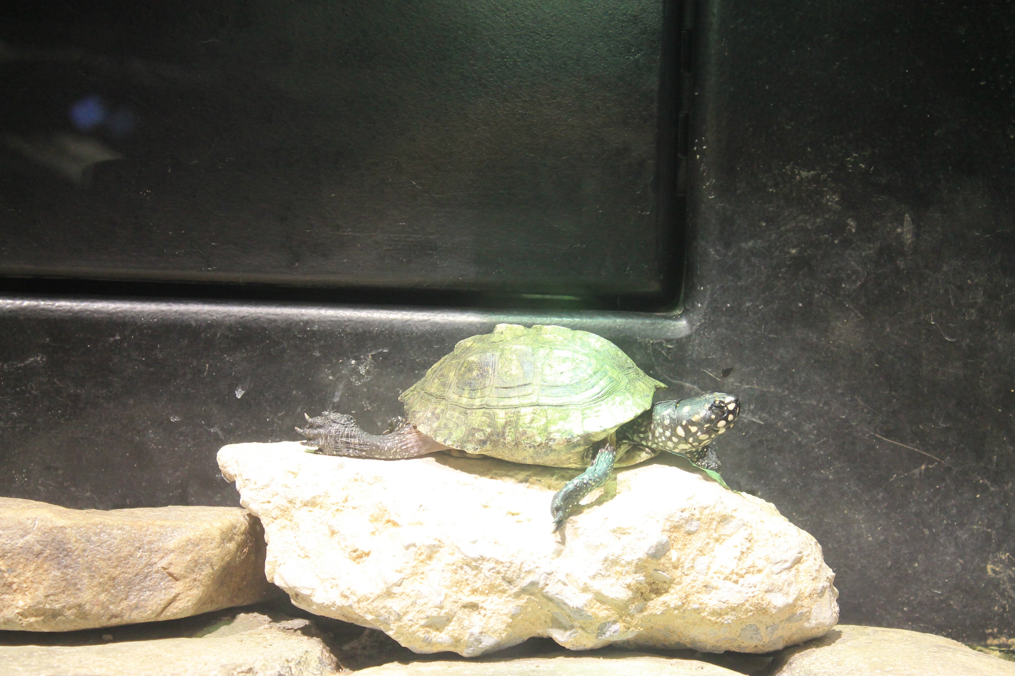 Okinawa Zoo - Spotted Pond Turtle (Geochlemys hamiltoni)