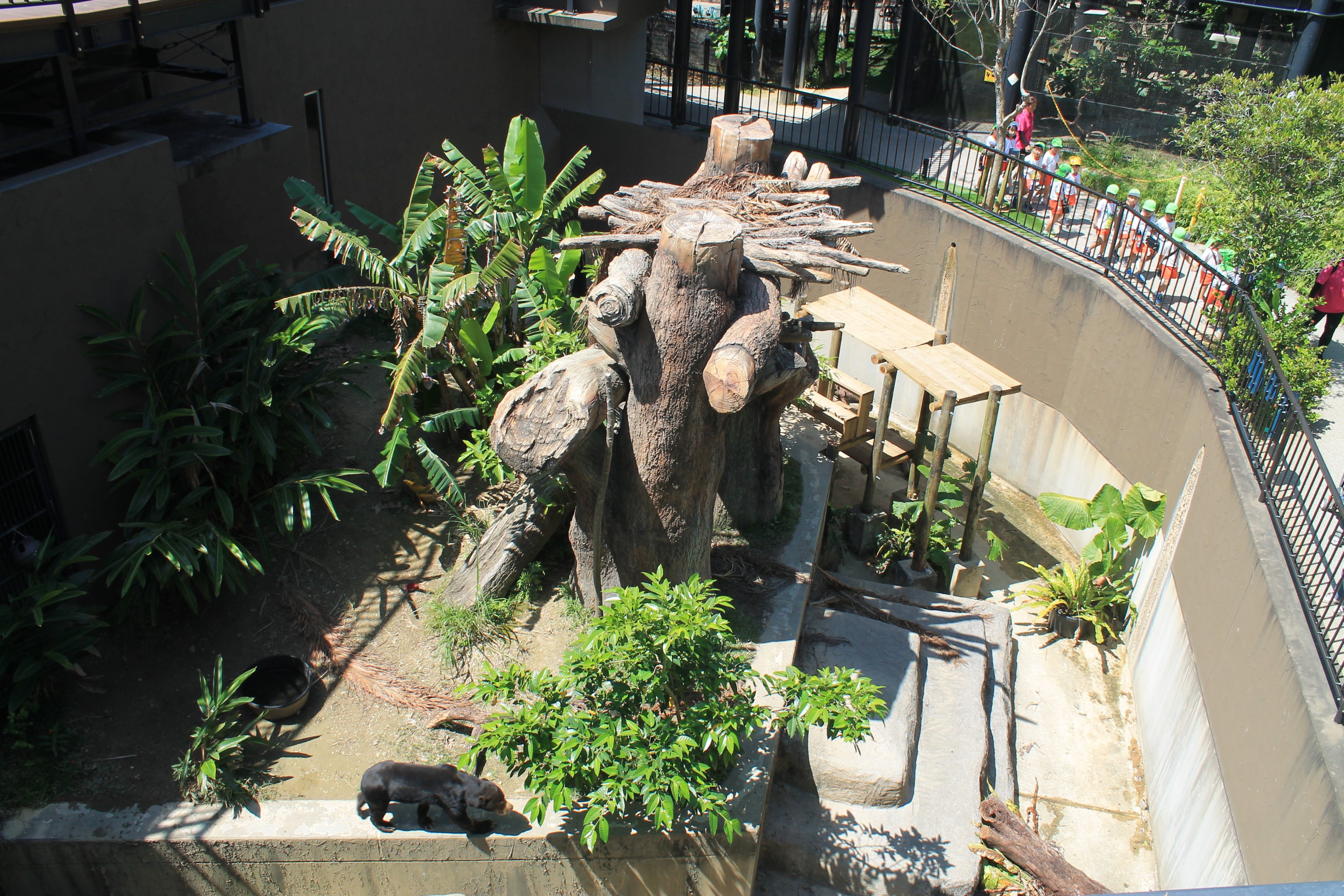 Okinawa Zoo - Sun Bear enclosure