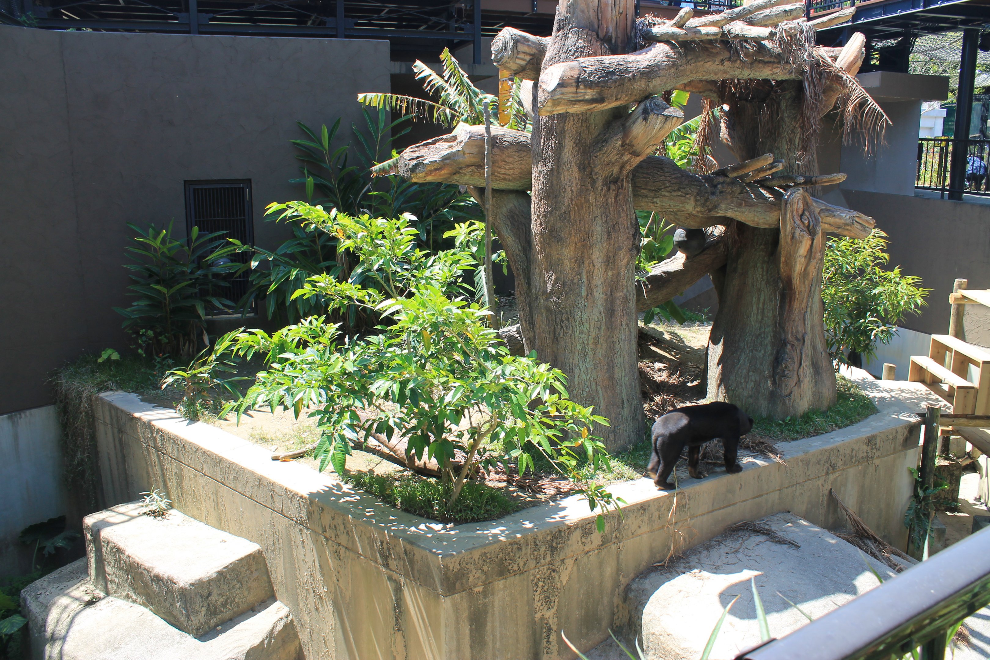 Okinawa Zoo - Sun Bear enclosure