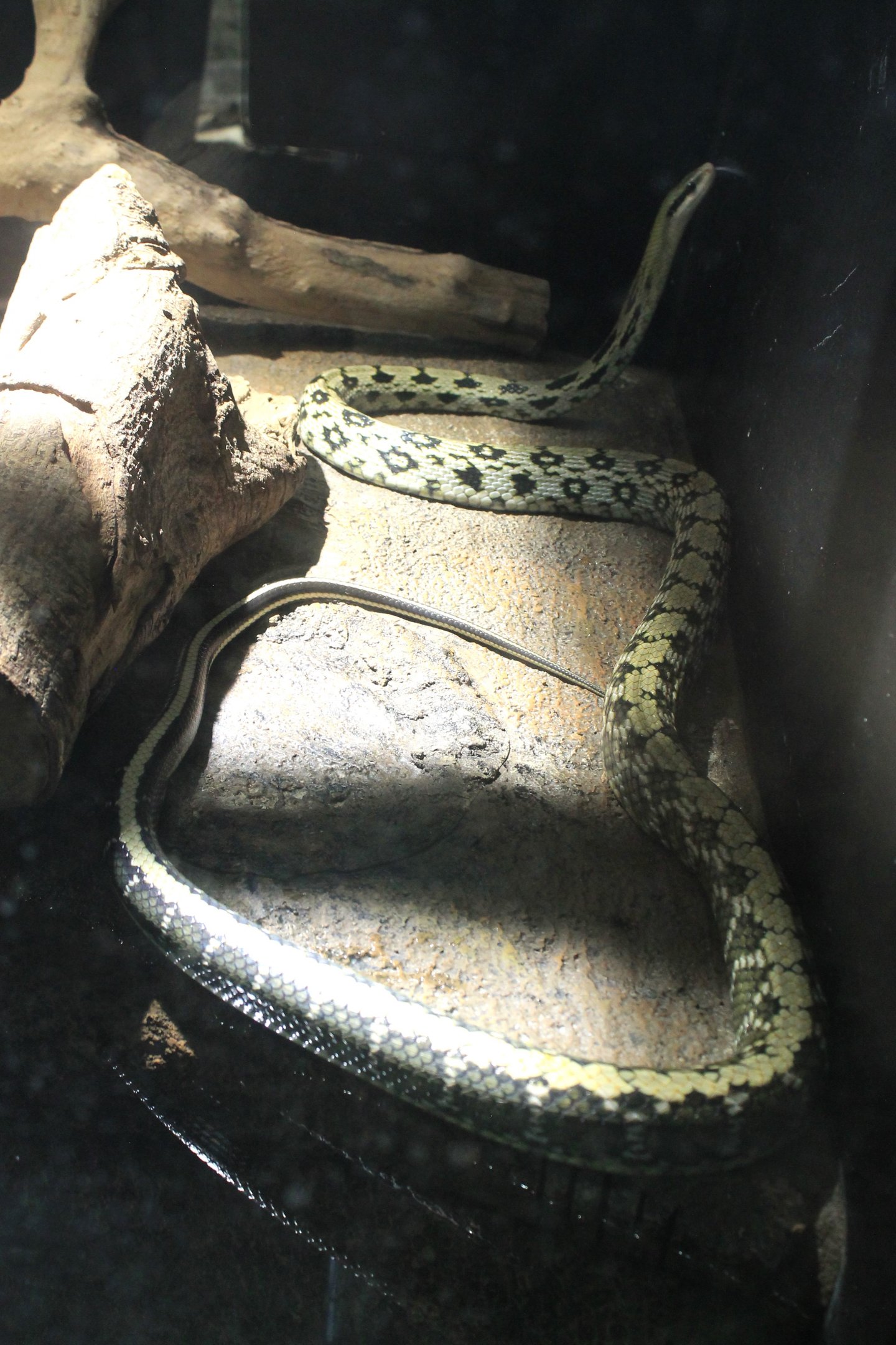 Okinawa Zoo - Taiwan Beauty Snake (Elaphe taeniura friesi)
