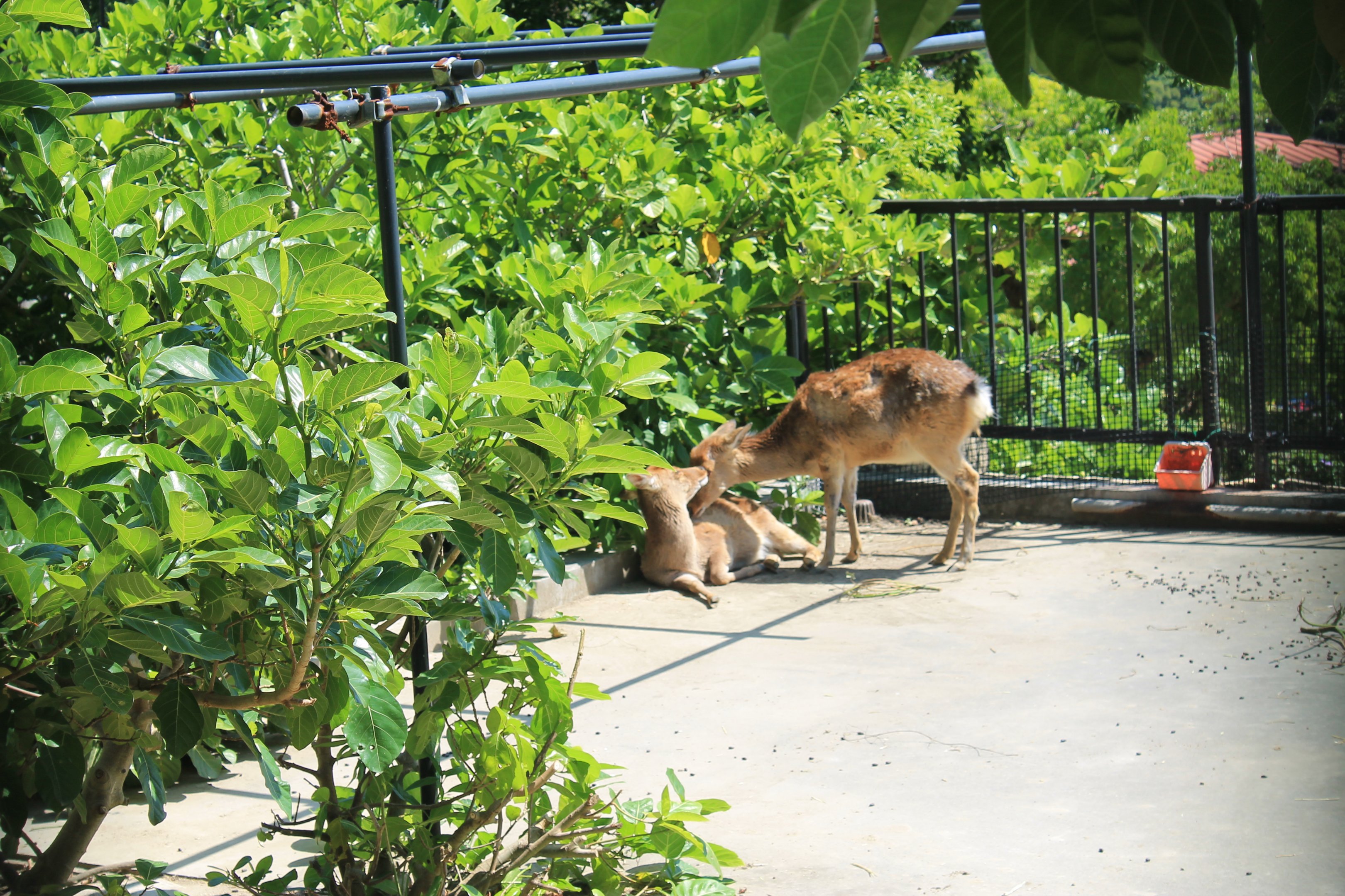 Okinawa Zoo - Taiwan Sika Deer (Cervus nippon taiouanus)