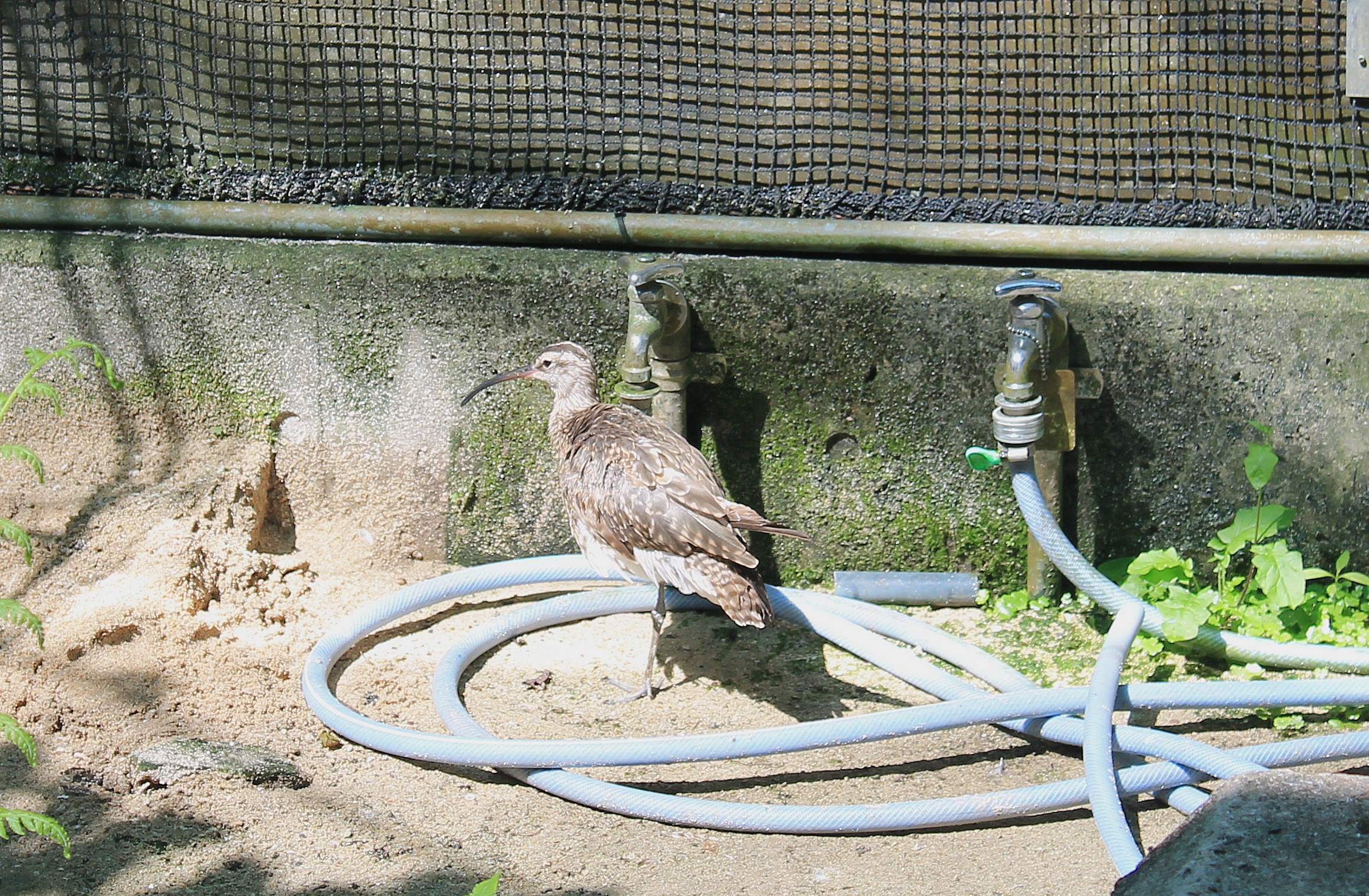 Okinawa Zoo - Whimbrel (Numenius phaeopus)