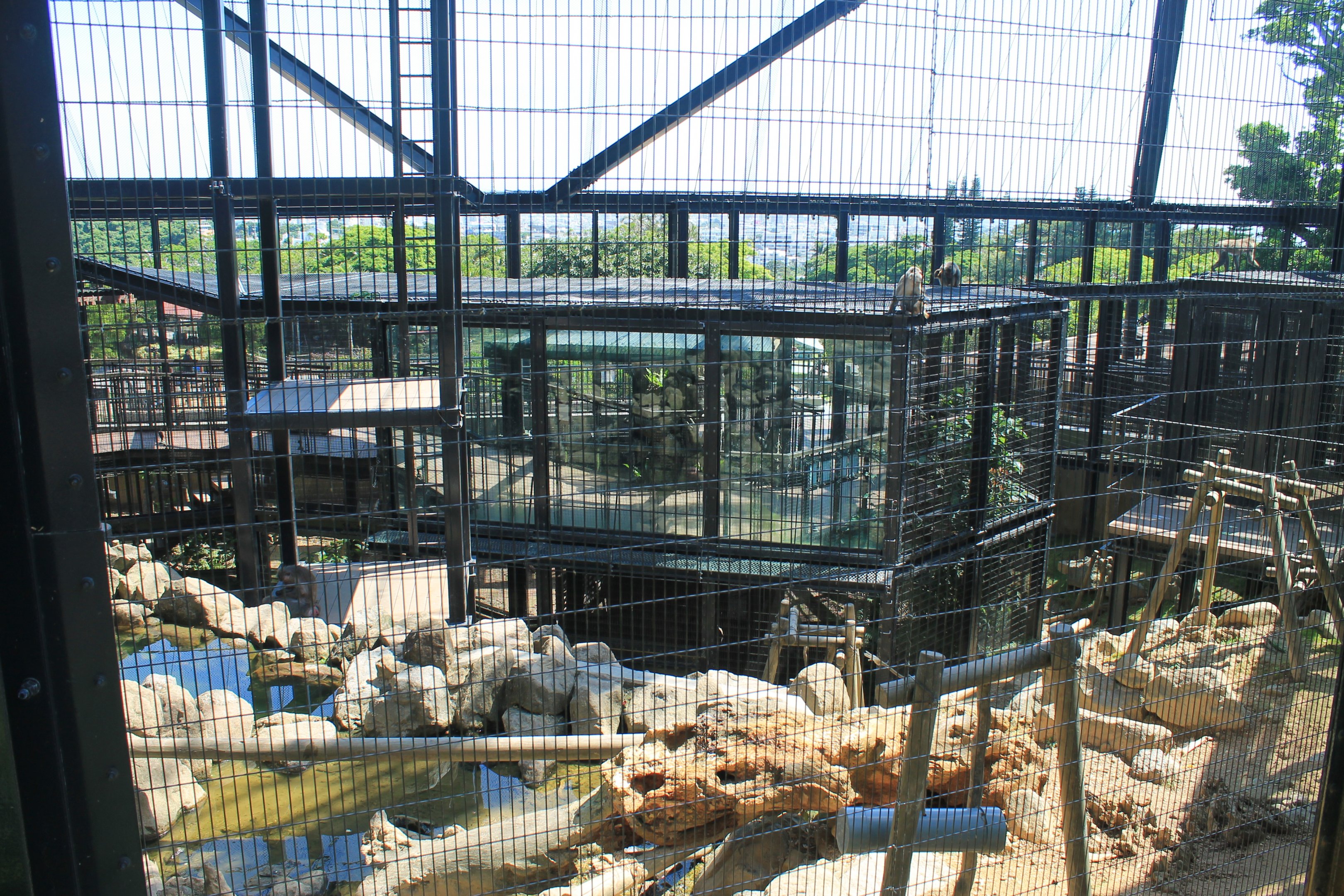 Okinawa Zoo - Yakushima Macaque (Macaca fuscata yakui)