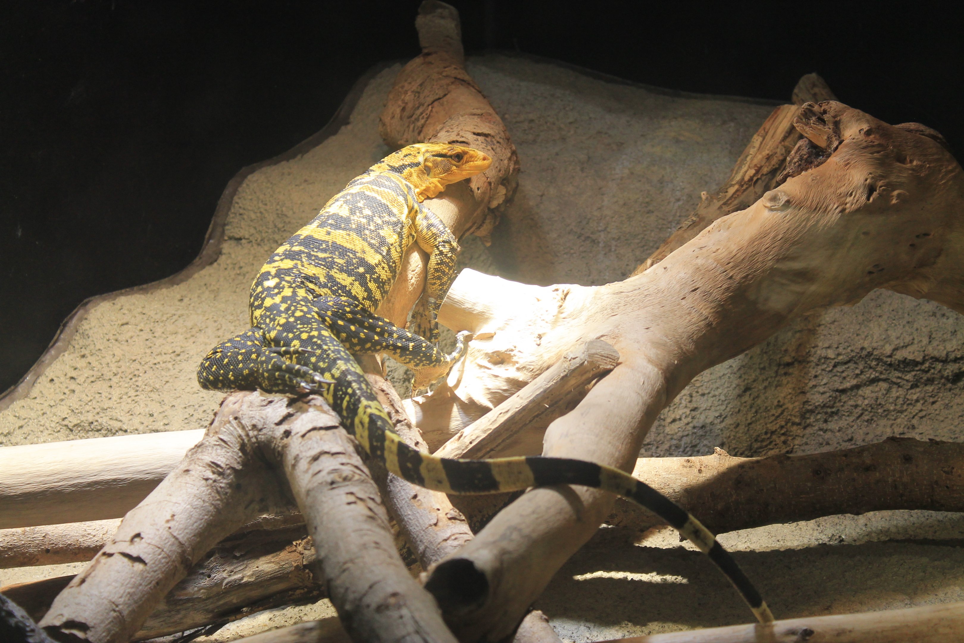 Okinawa Zoo - Yellow-headed Water Monitor (Varanus cumingi)